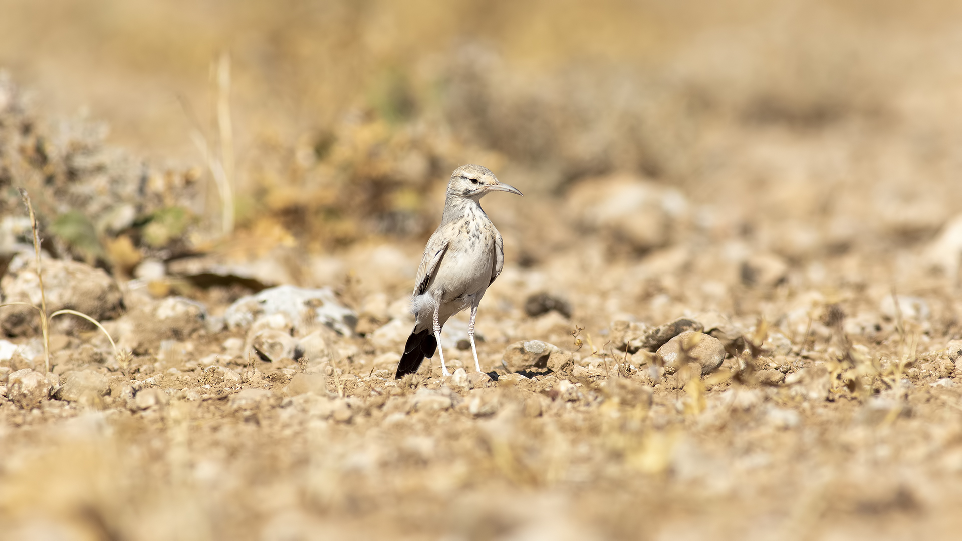 Greater Hoopoe-Lark