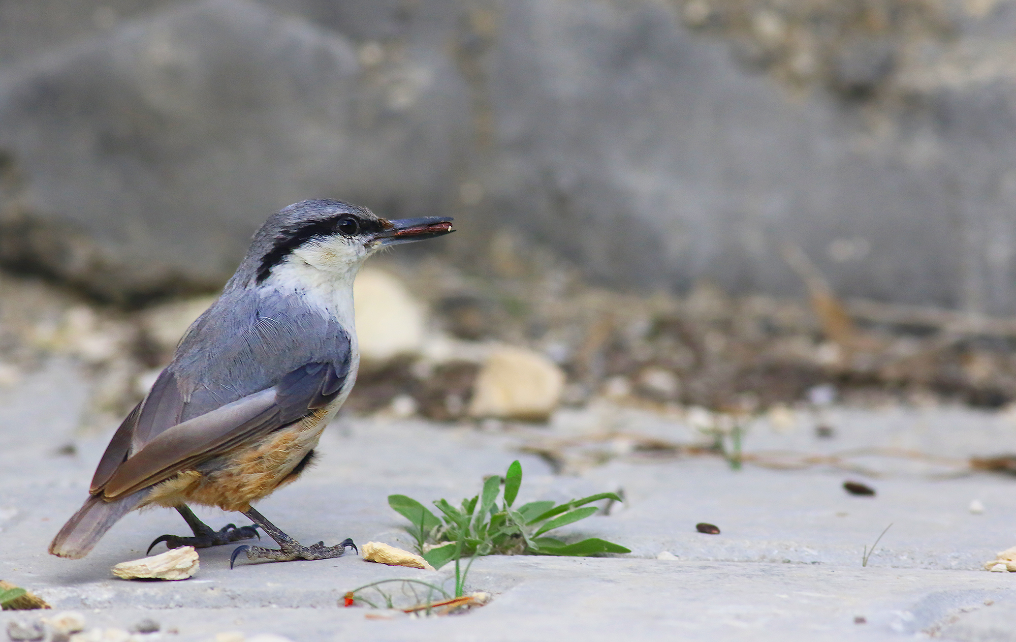 Western Rock Nuthatch