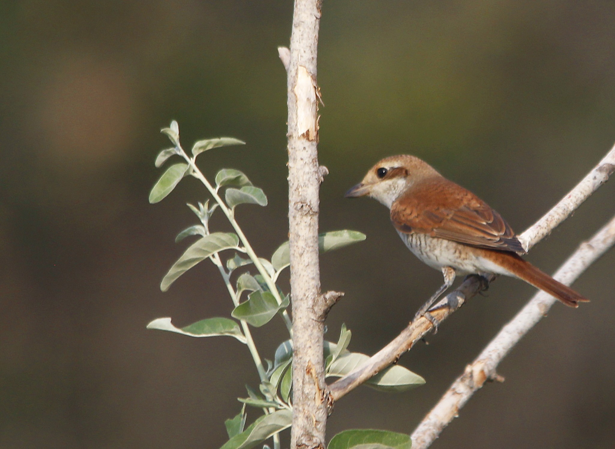 Red-backed Shrike