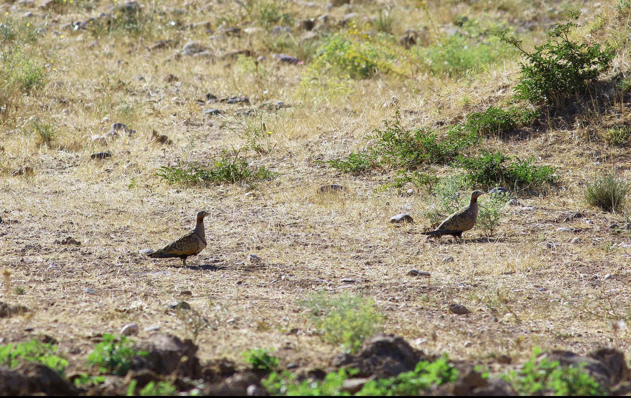 Black-bellied Sandgrouse
