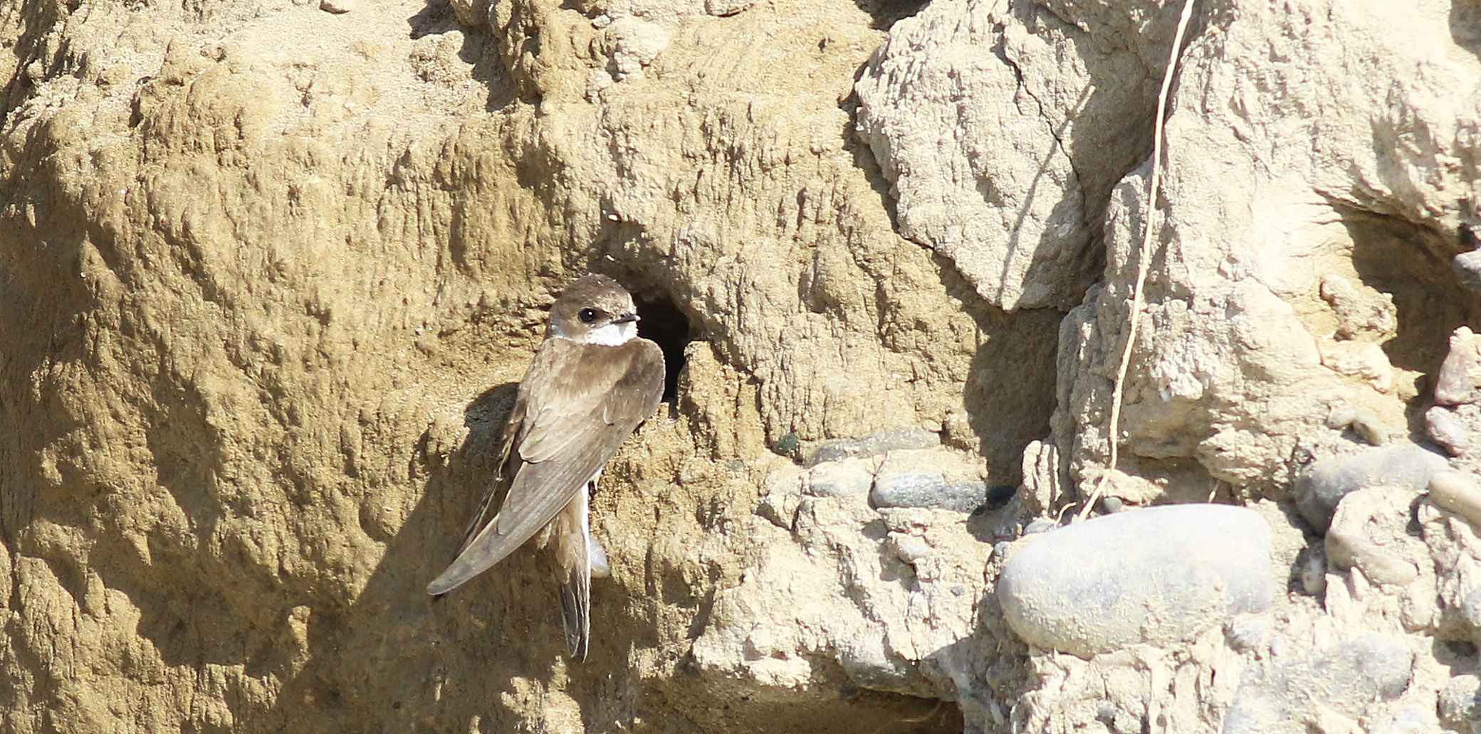 Bank Swallow