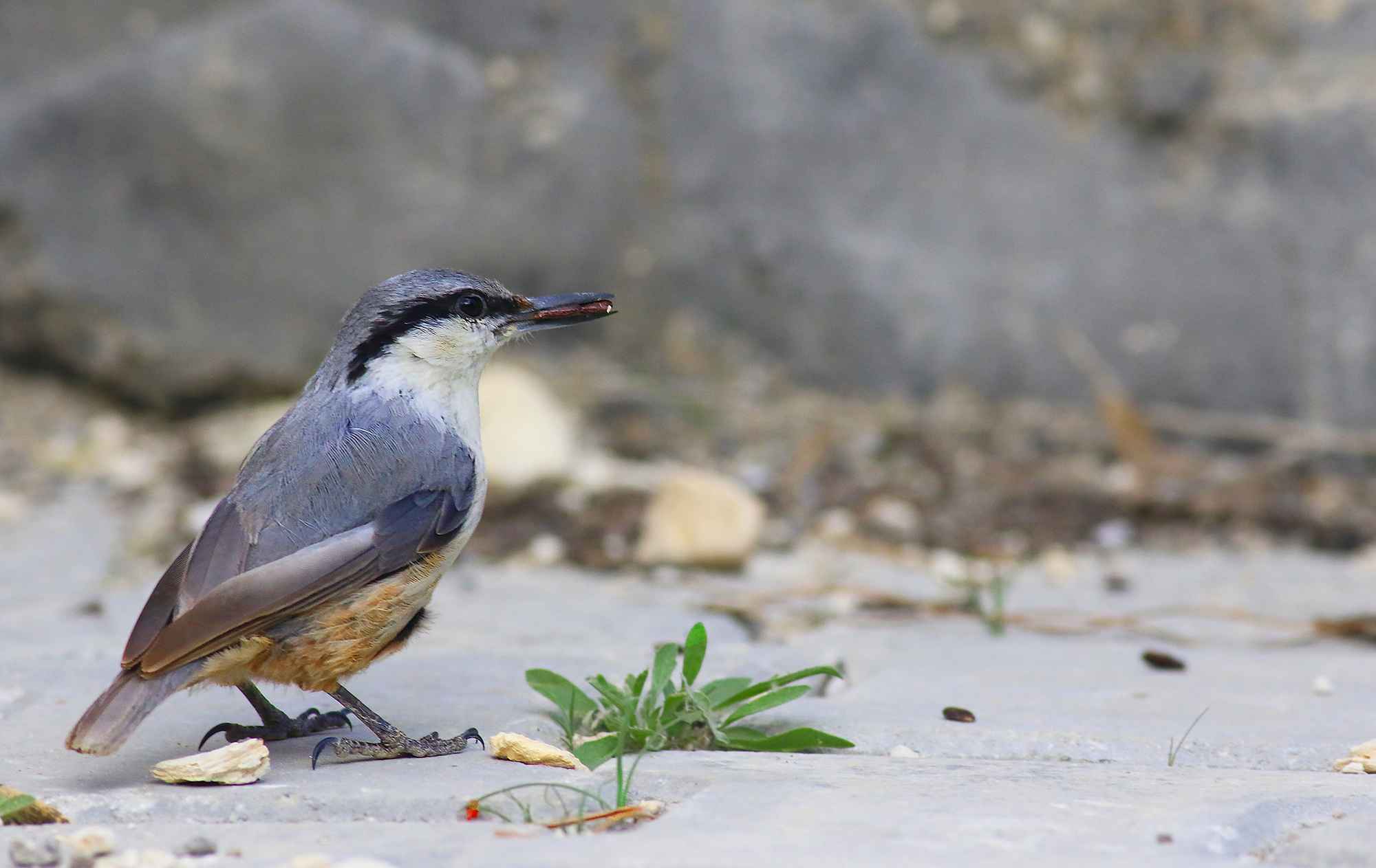 Western Rock Nuthatch