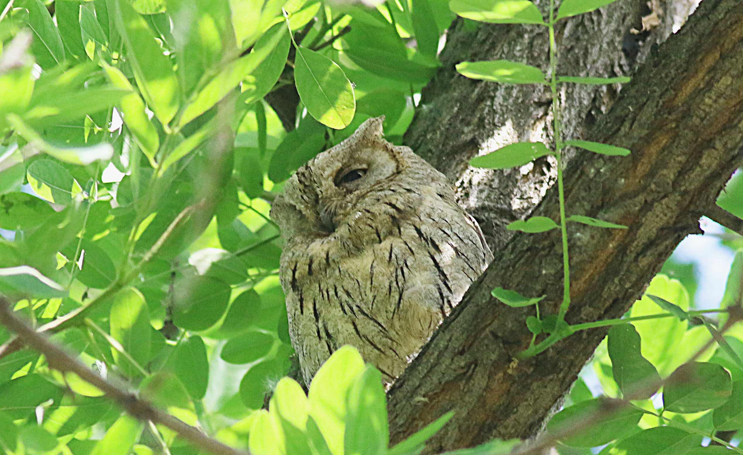 Pallid Scops-Owl