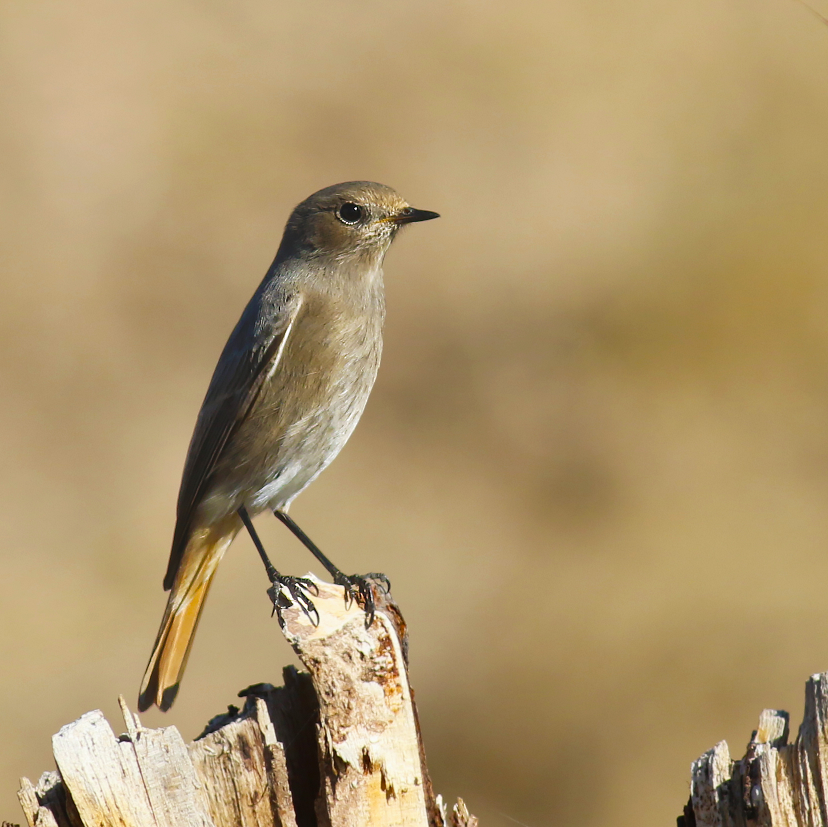 Common Redstart