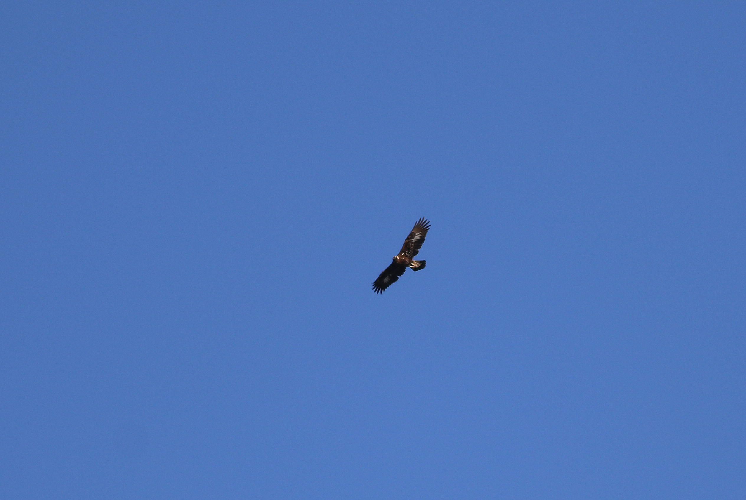 Golden Eagle — Ana fotoğraf