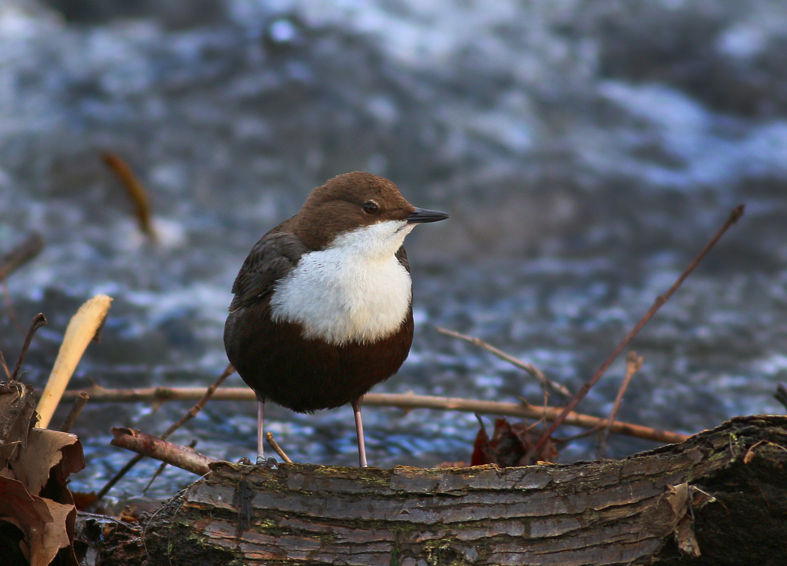 White-throated Dipper