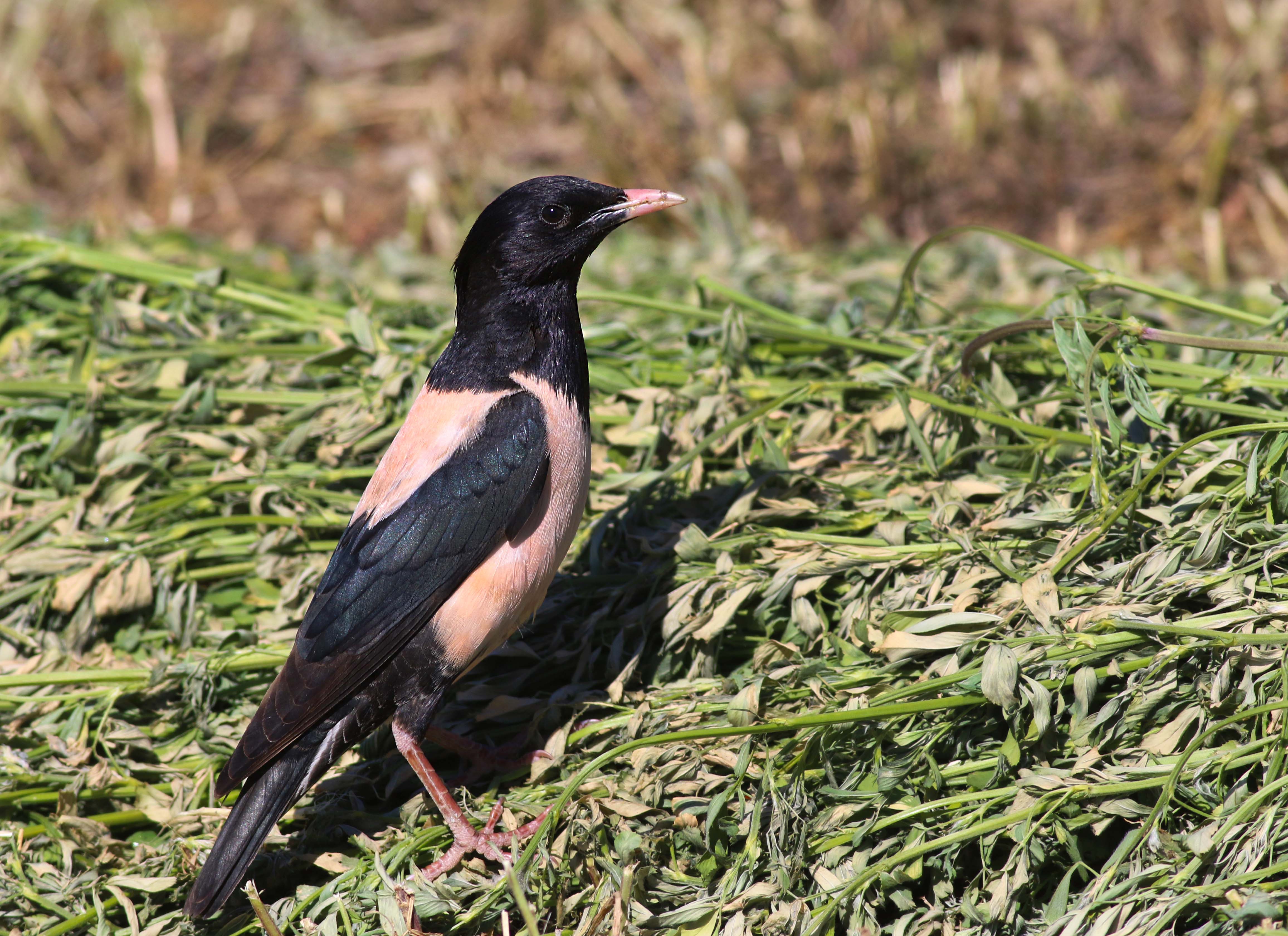 Rosy Starling