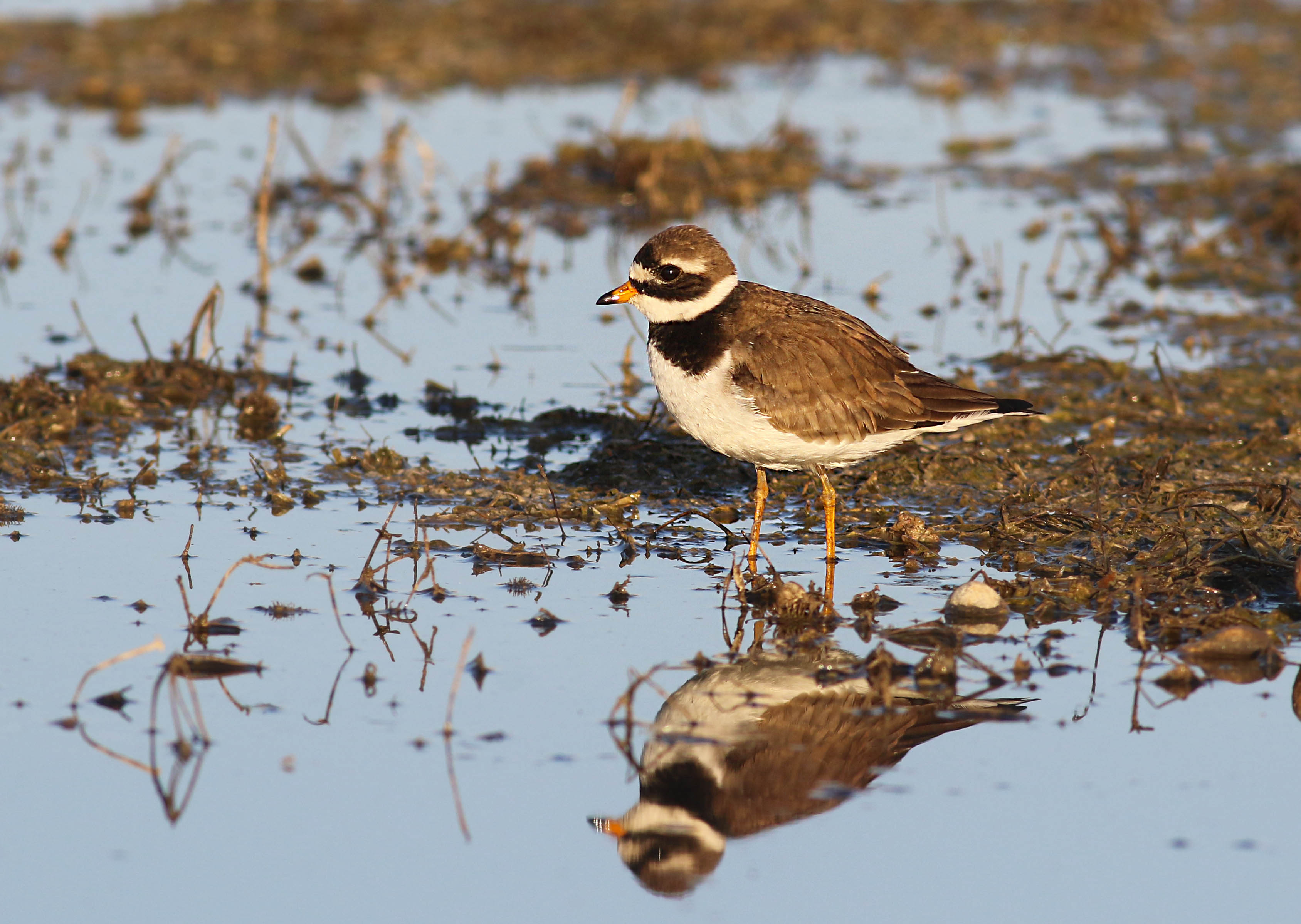 Common Ringed Plover