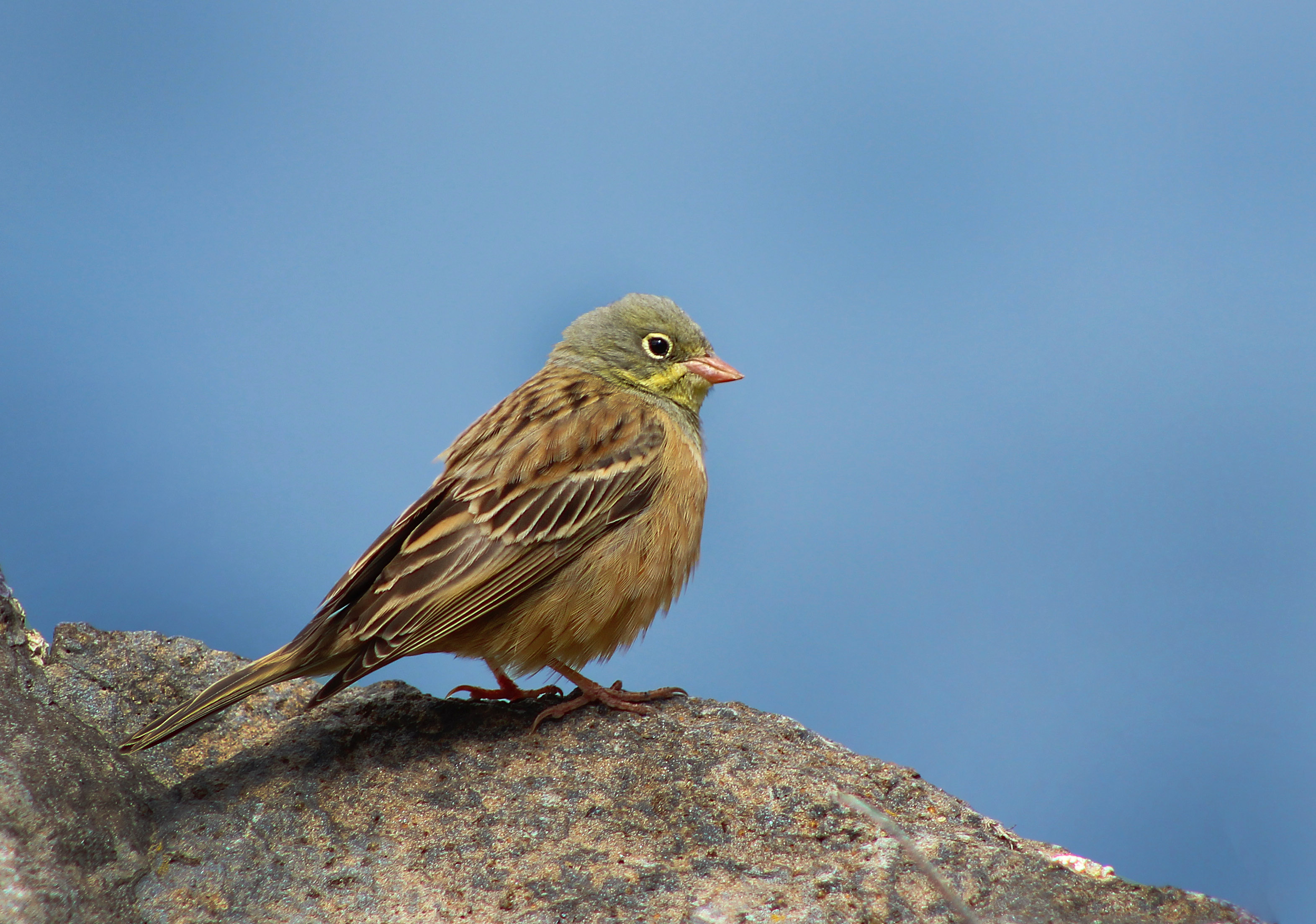 Ortolan Bunting
