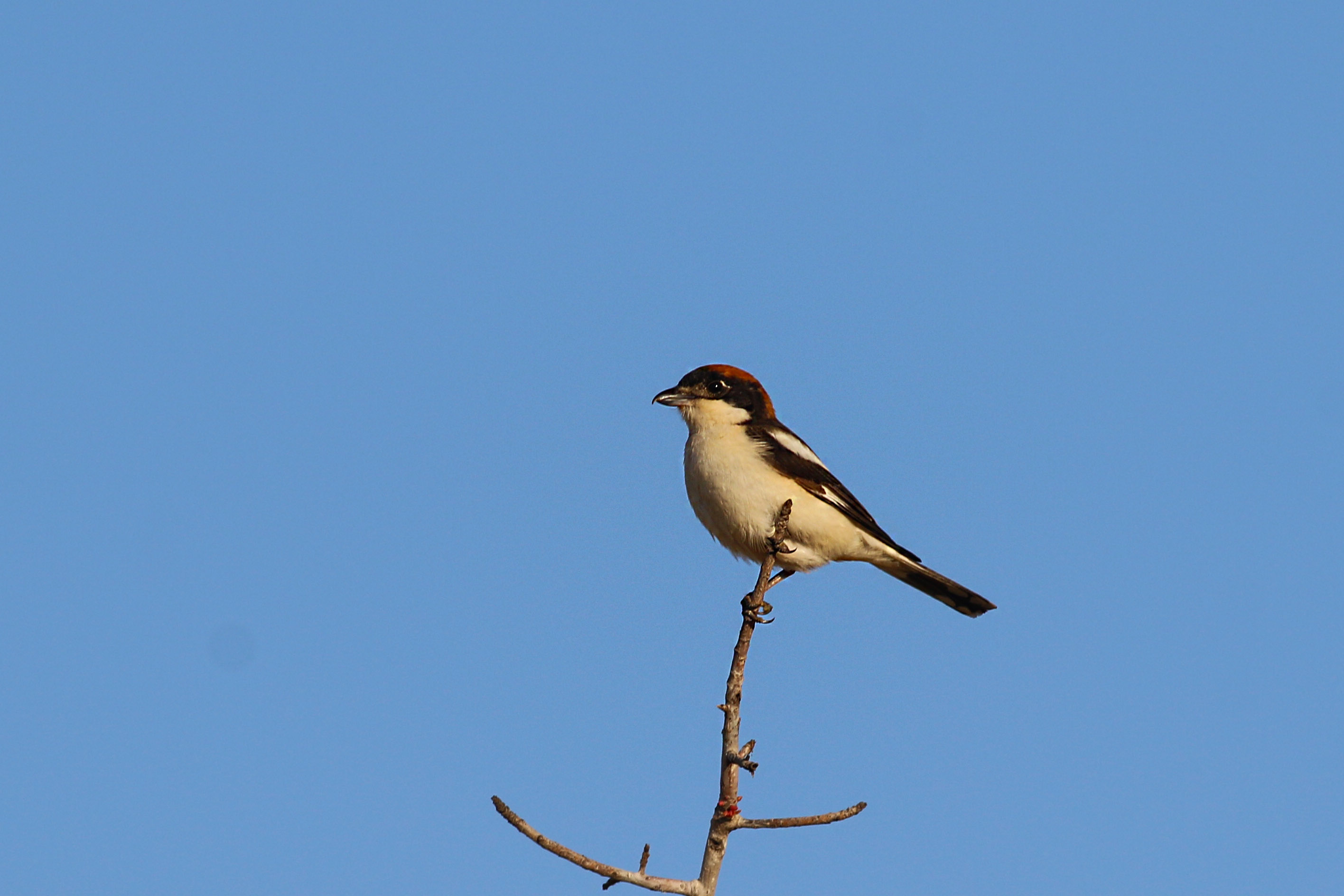 Woodchat Shrike — Ana fotoğraf