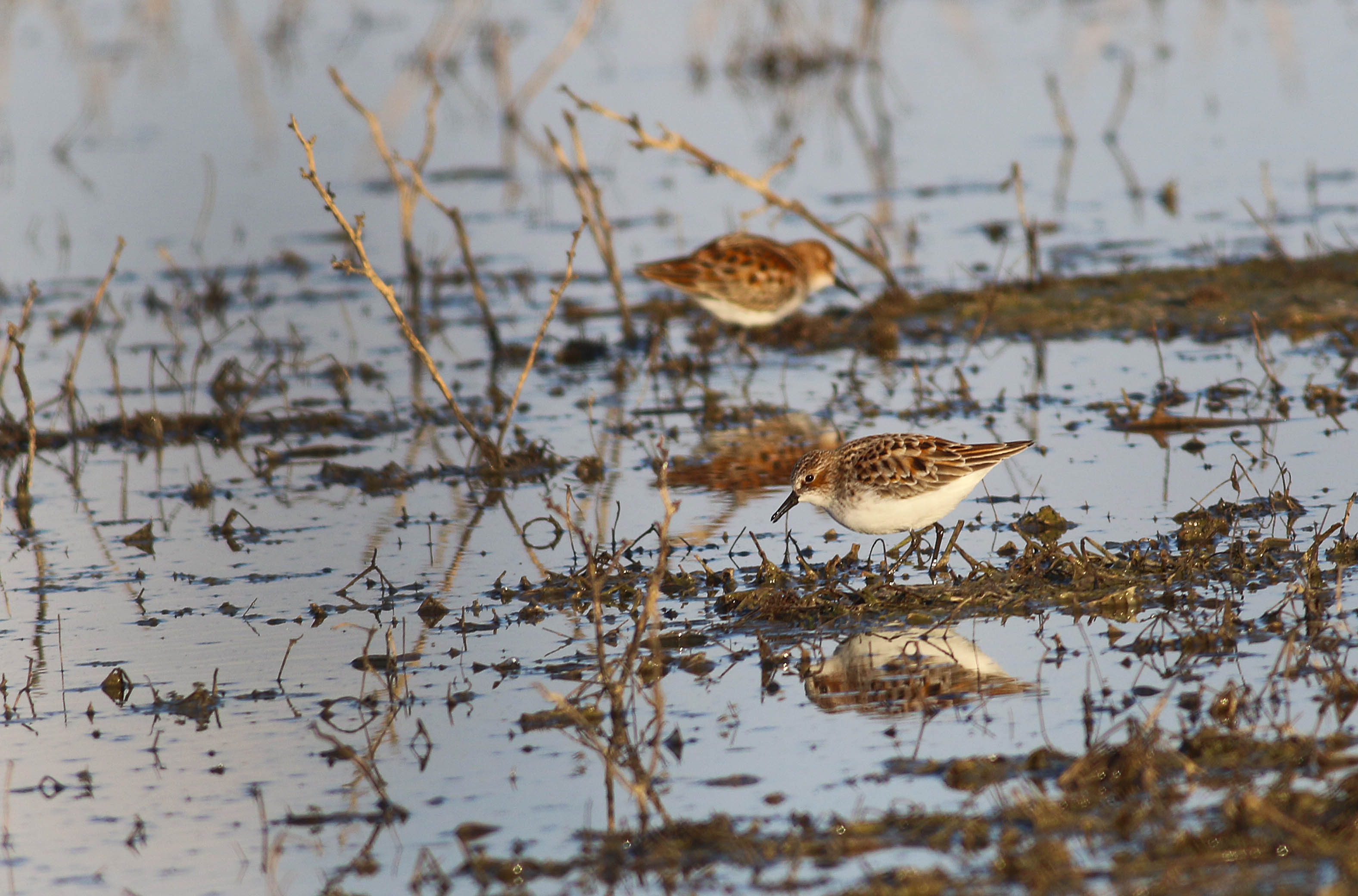 Little Stint — Ana fotoğraf