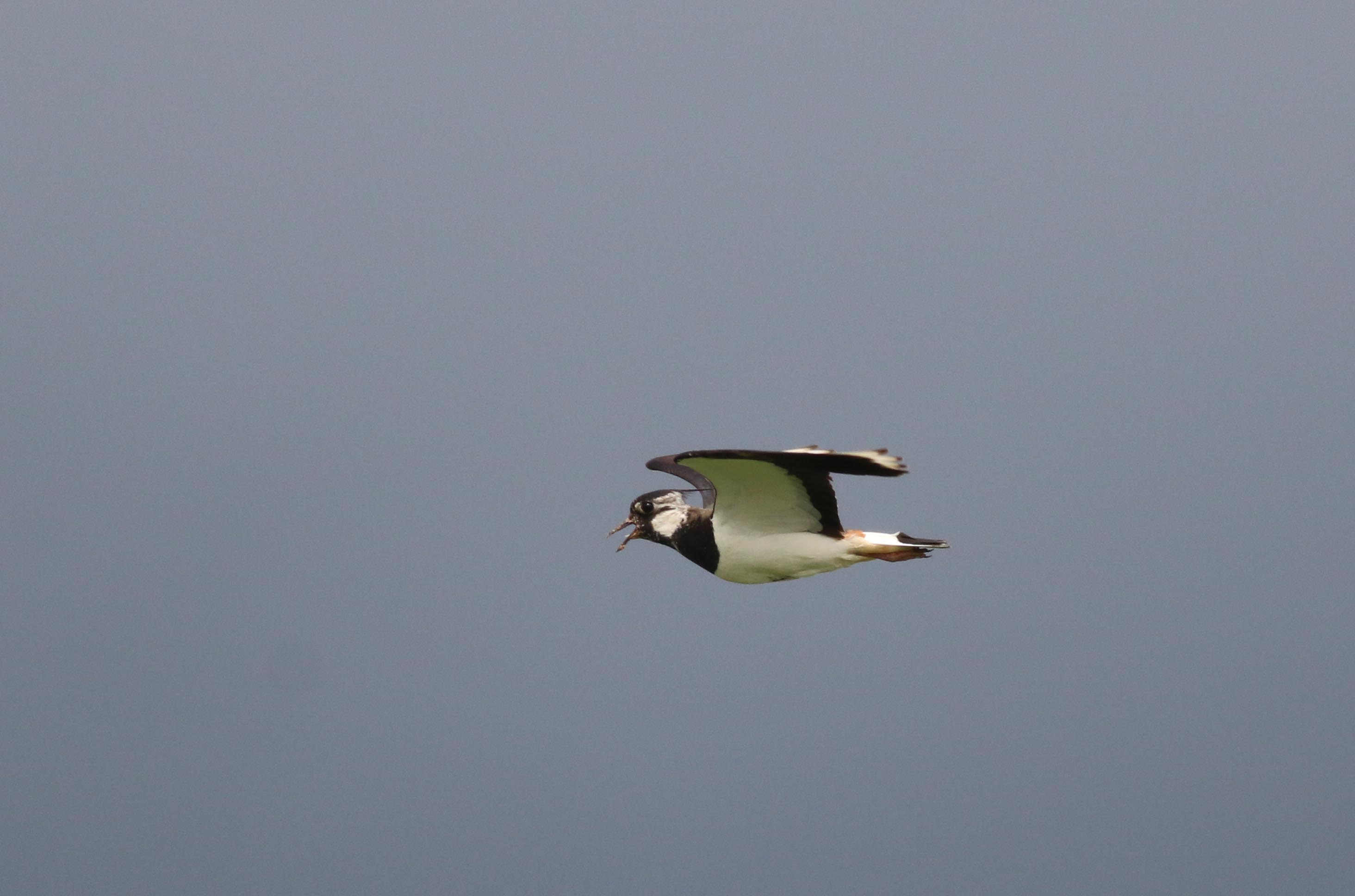 Northern Lapwing
