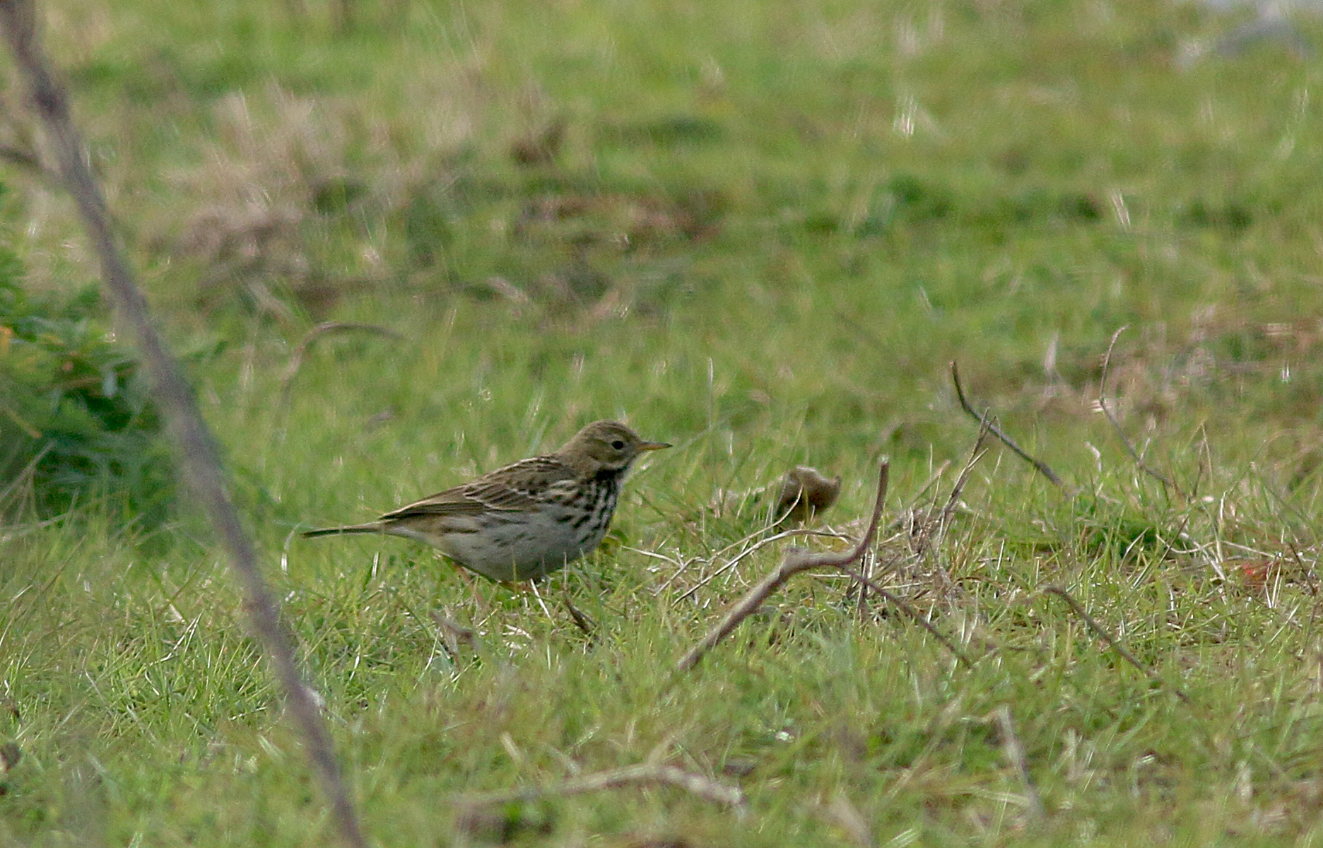 Meadow Pipit