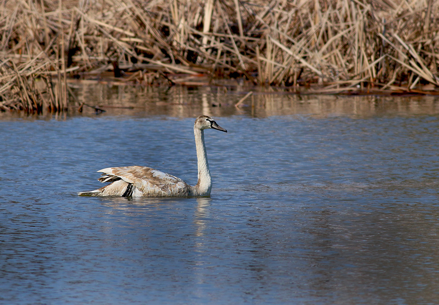 Mute Swan