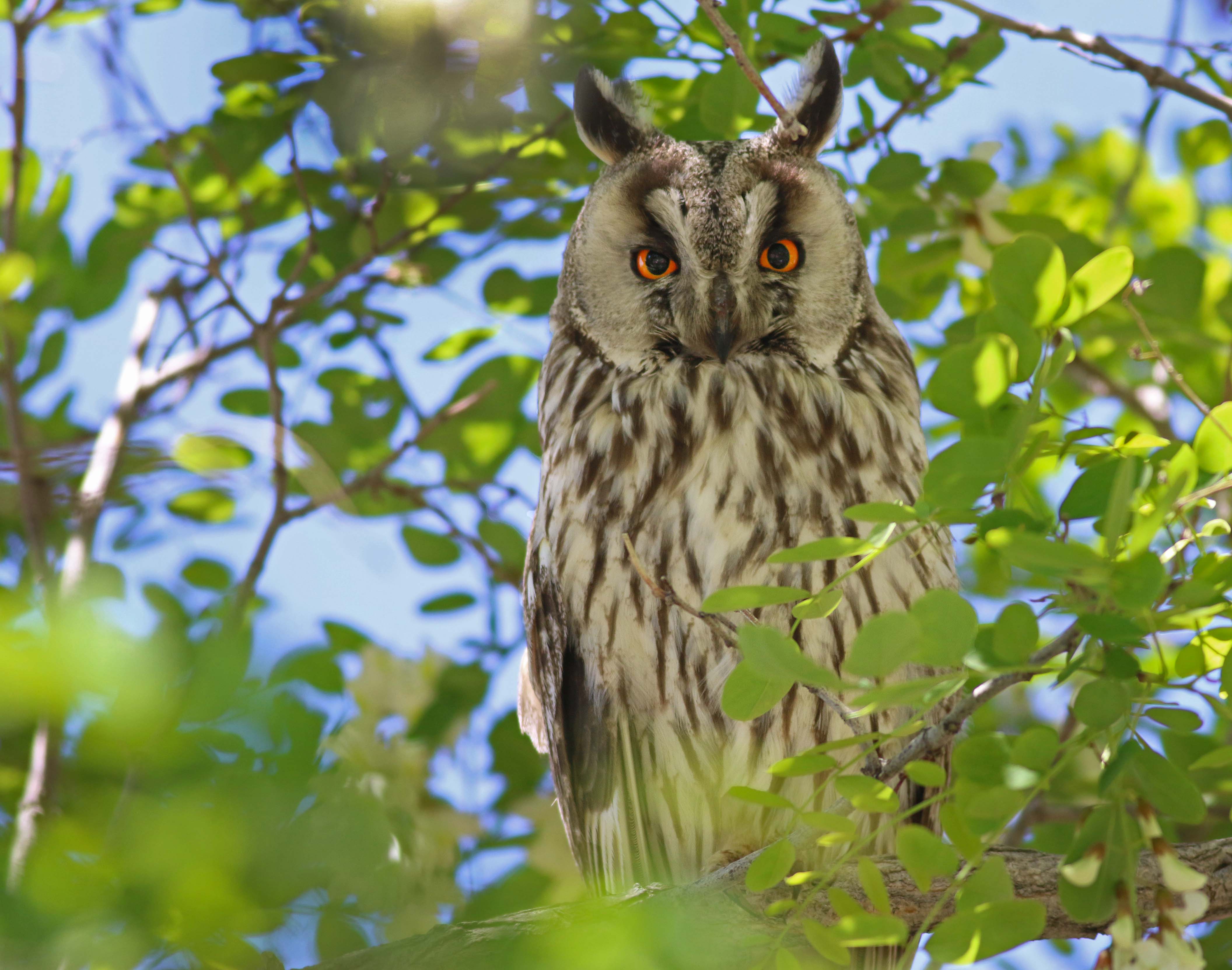 Long-eared Owl
