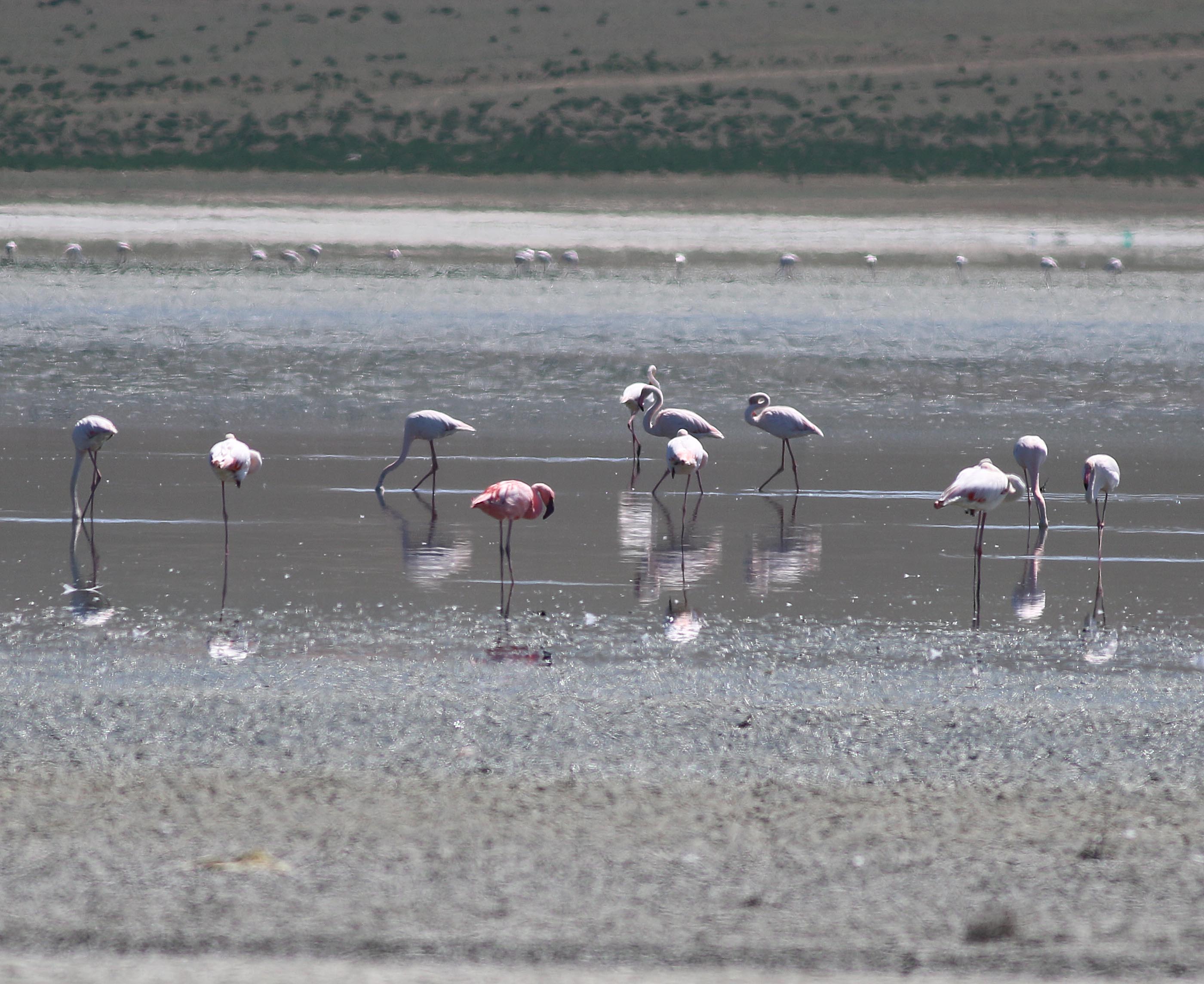 Lesser Flamingo