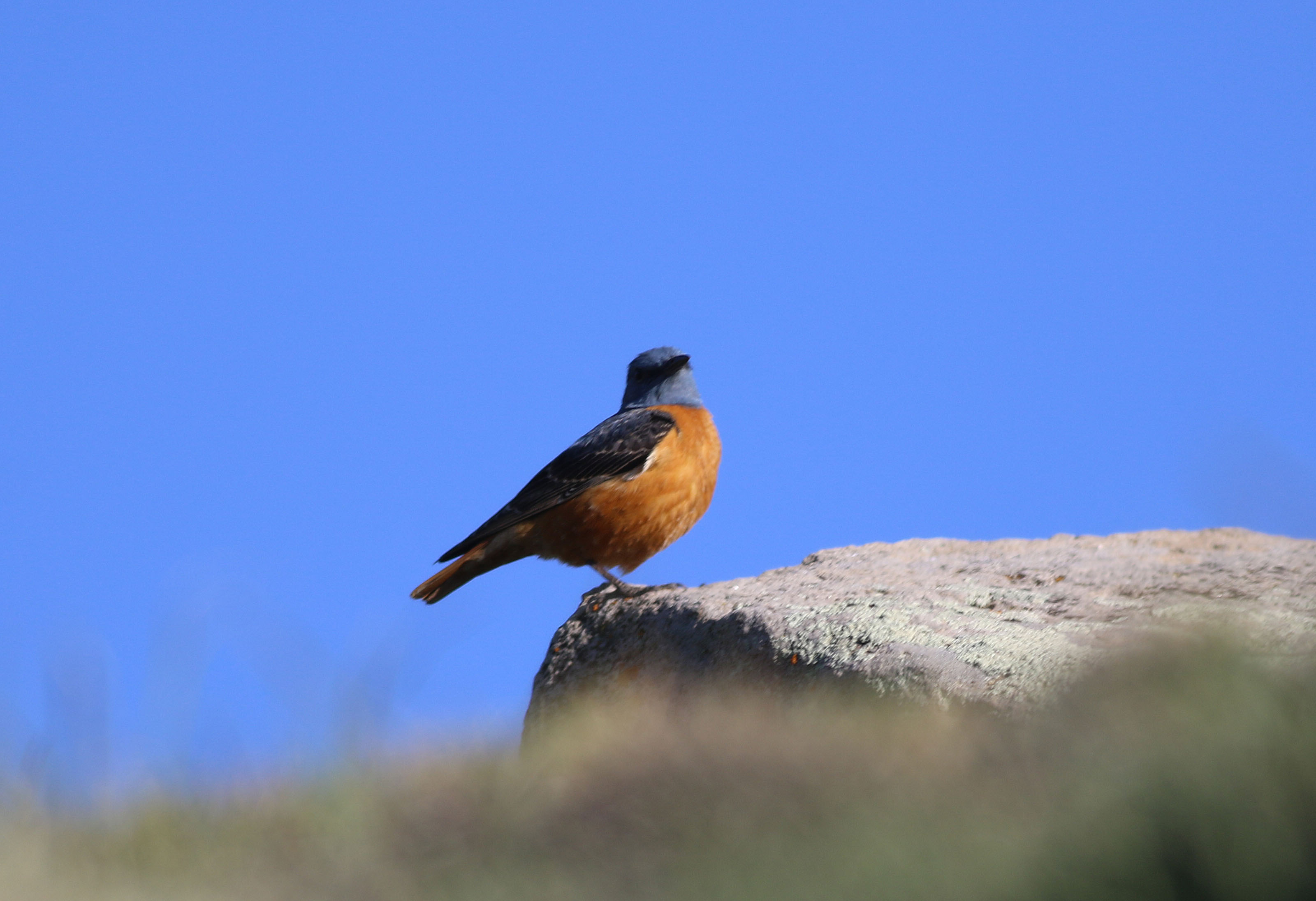Rufous-tailed Rock-Thrush