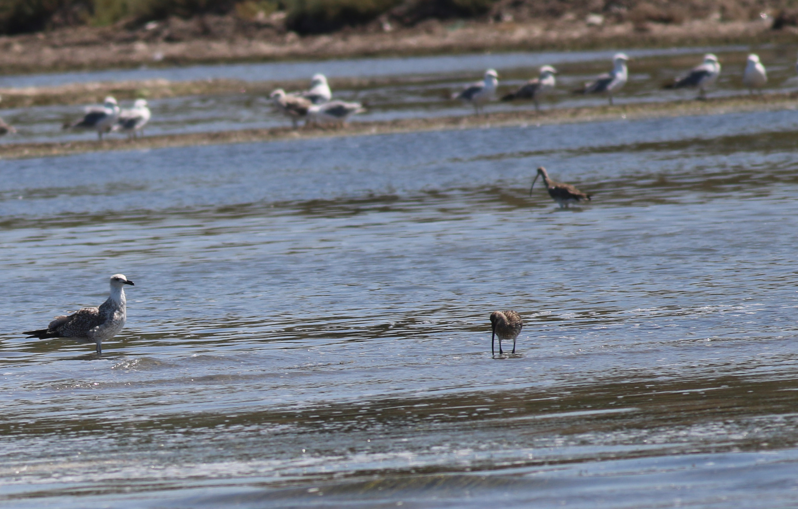 Eurasian Curlew