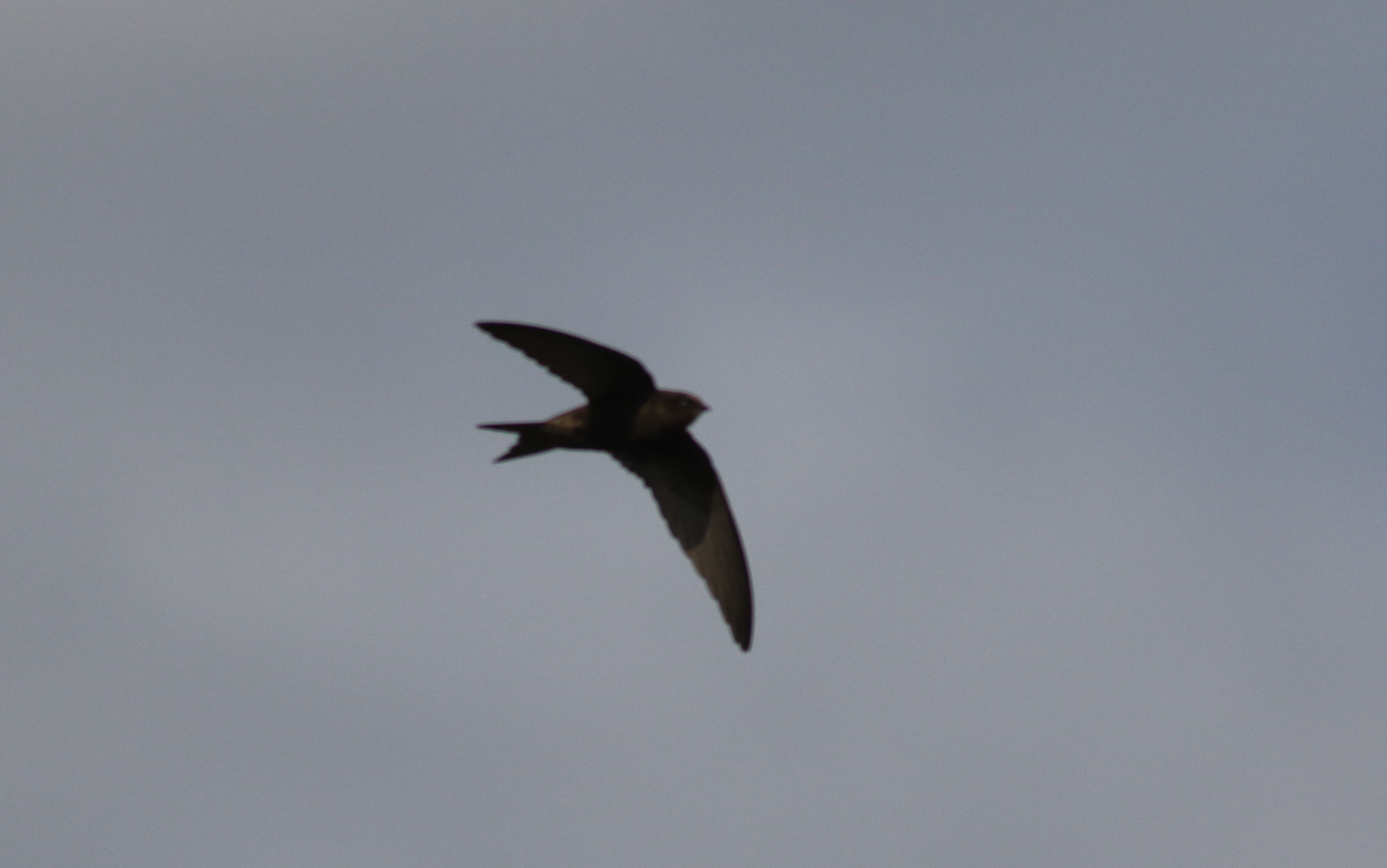 Common Swift