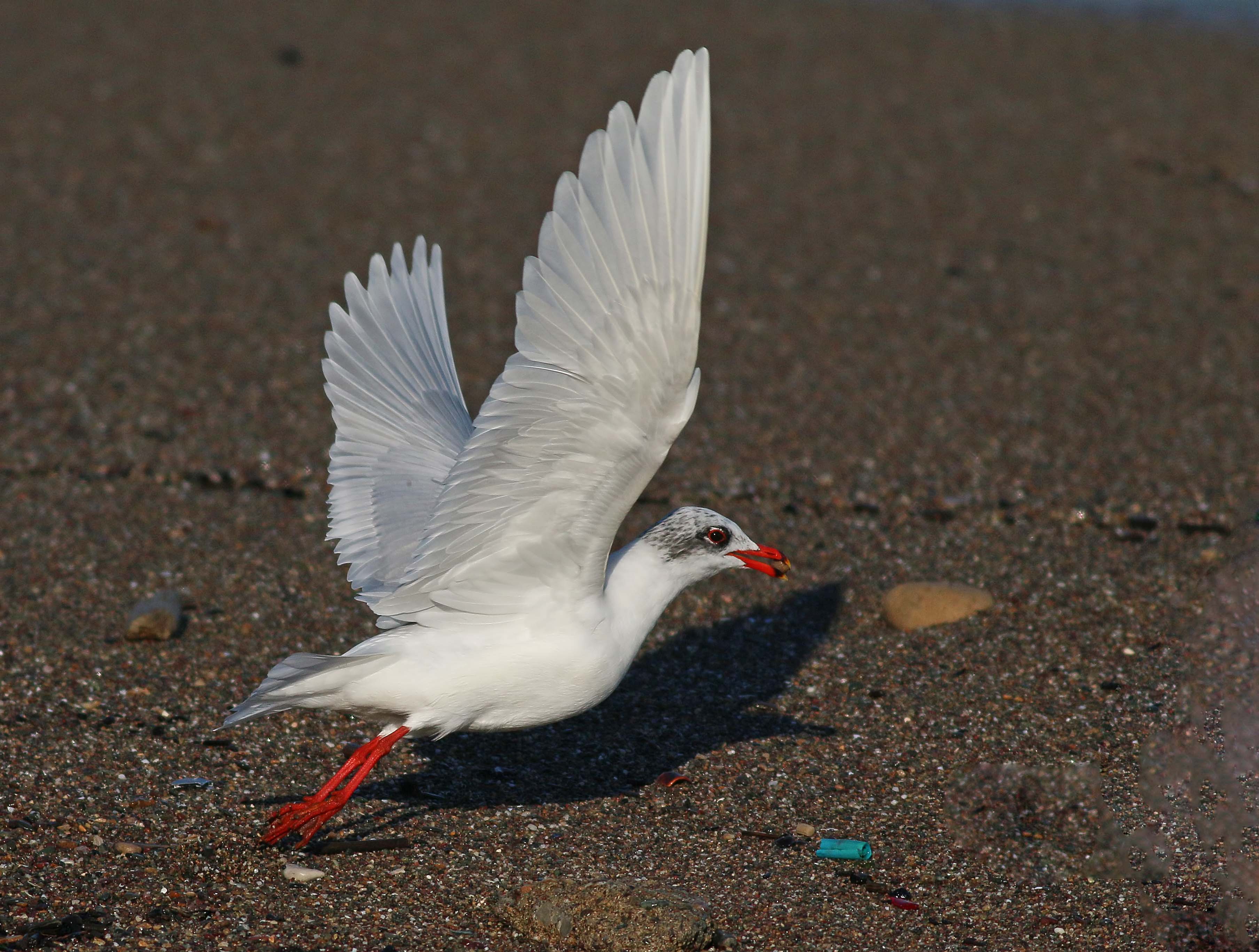 Mediterranean Gull