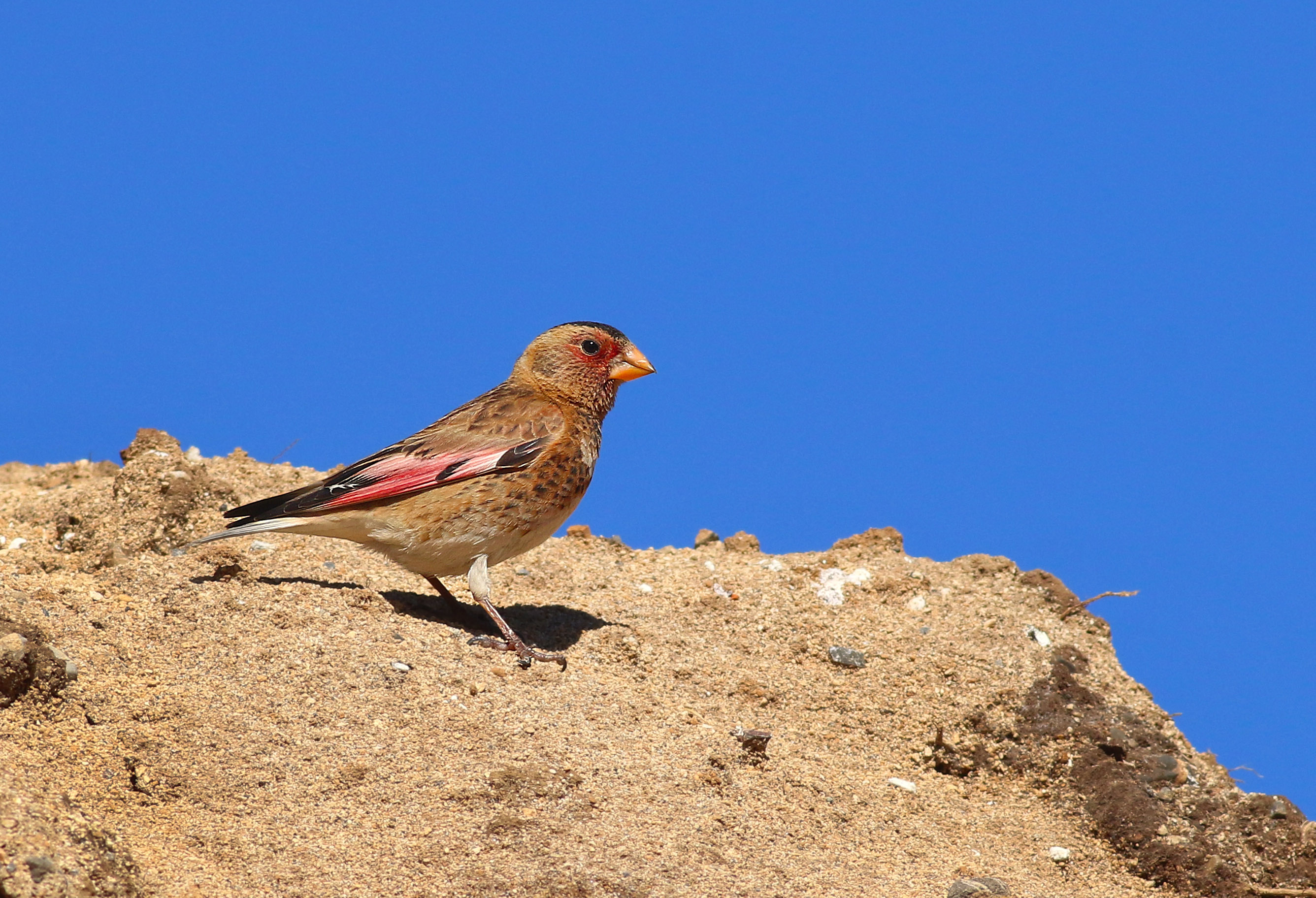 Crimson-winged Finch