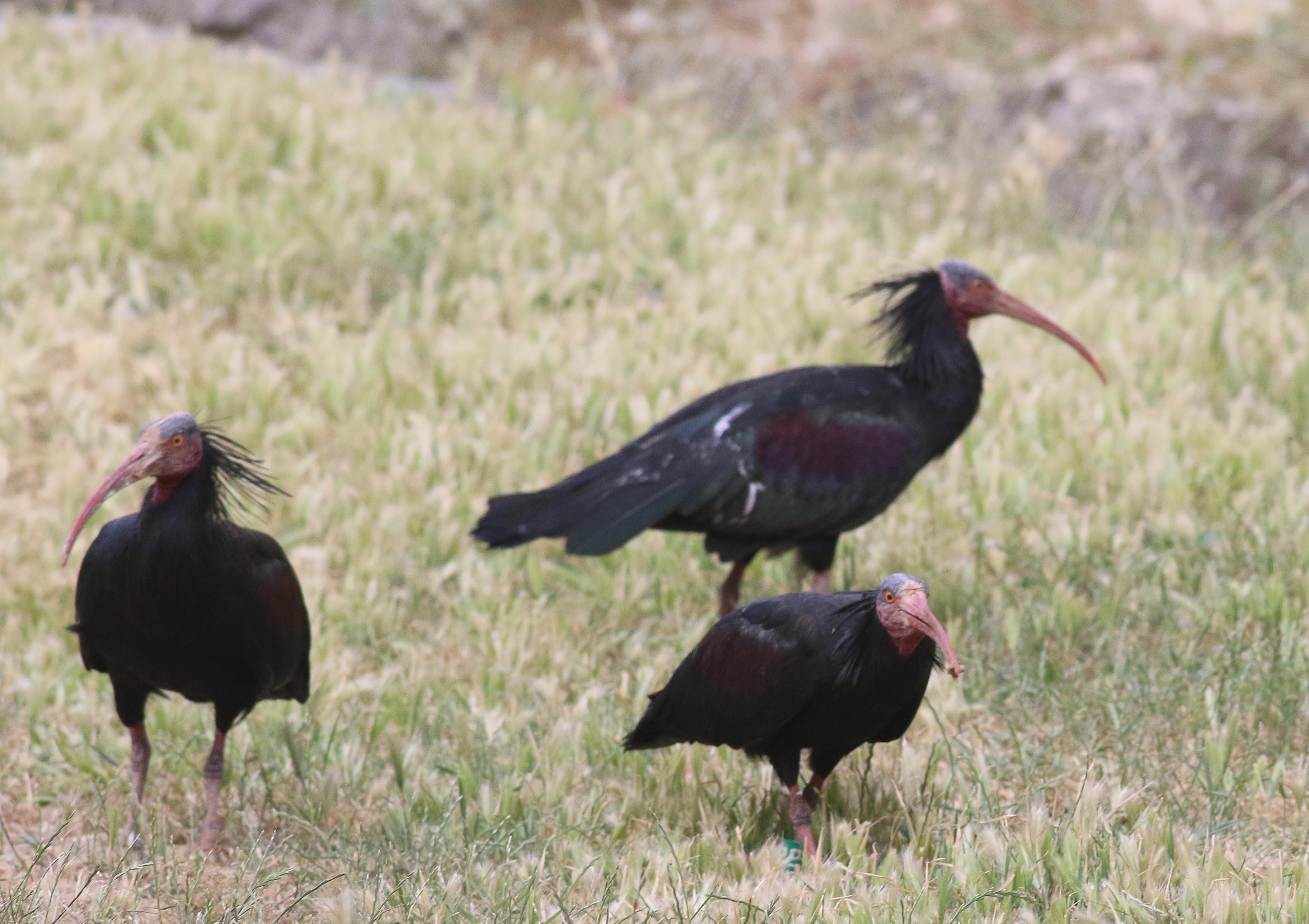 Northern Bald Ibis
