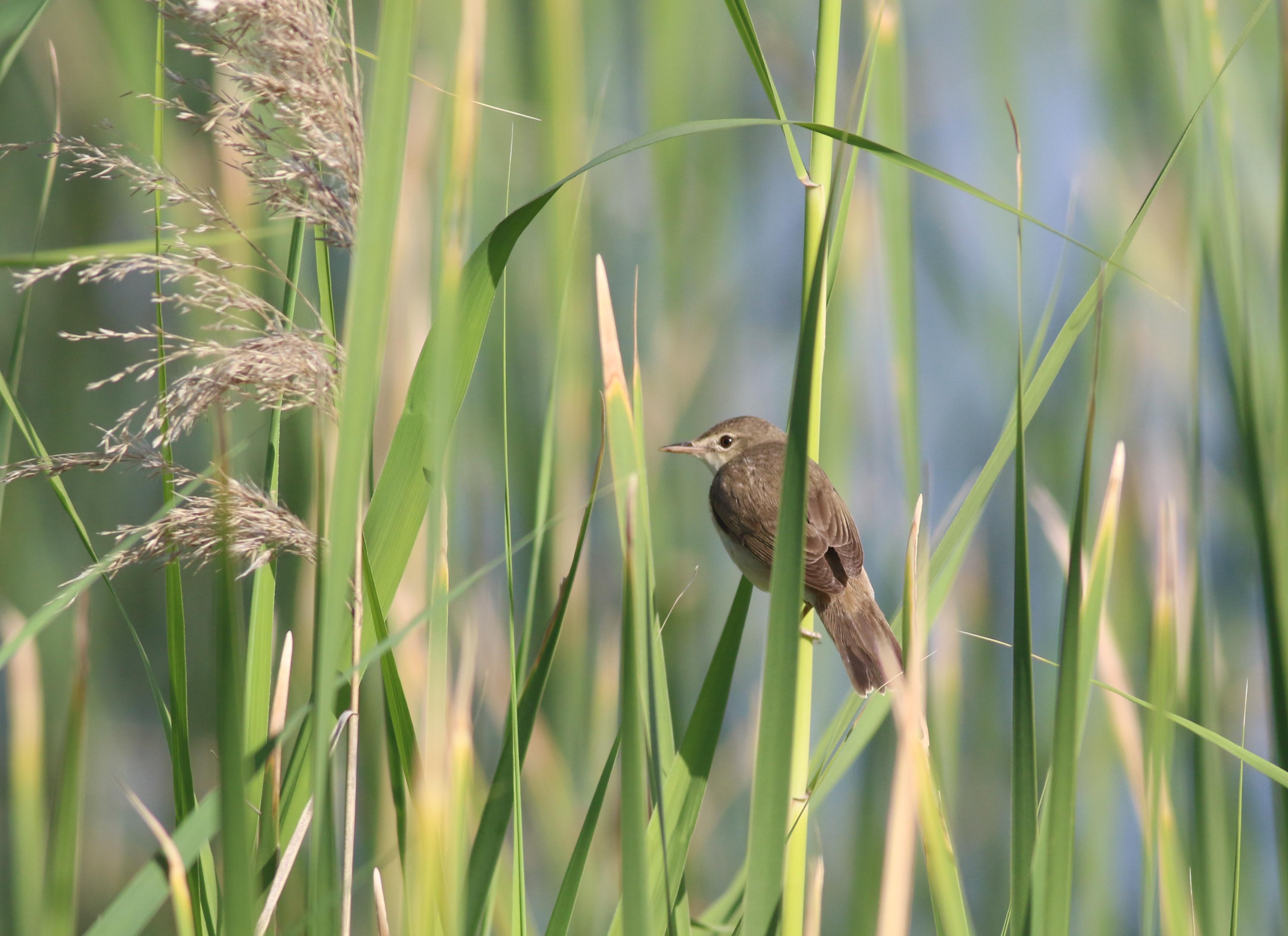 Eurasian Reed Warbler