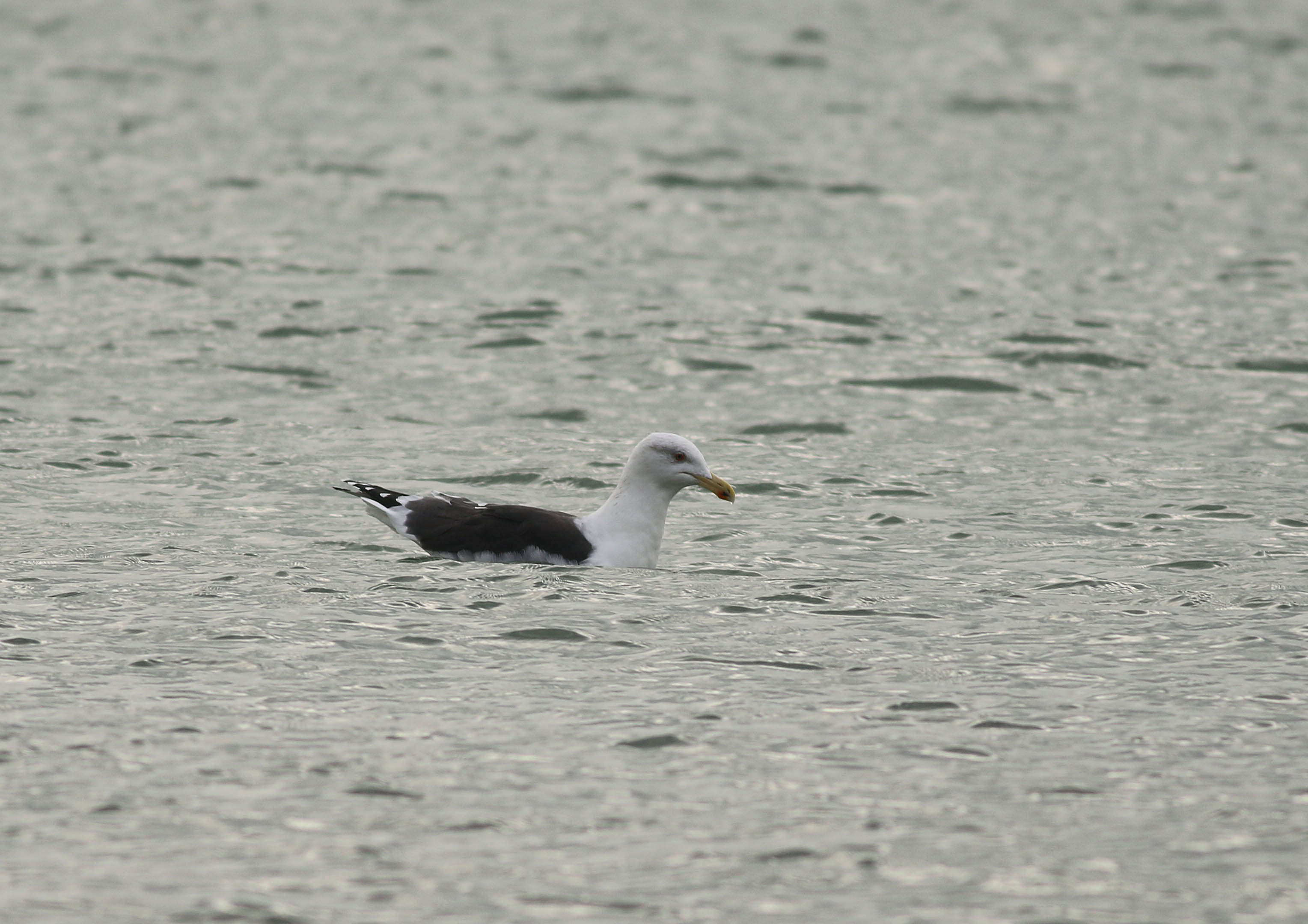 Great Black-backed Gull