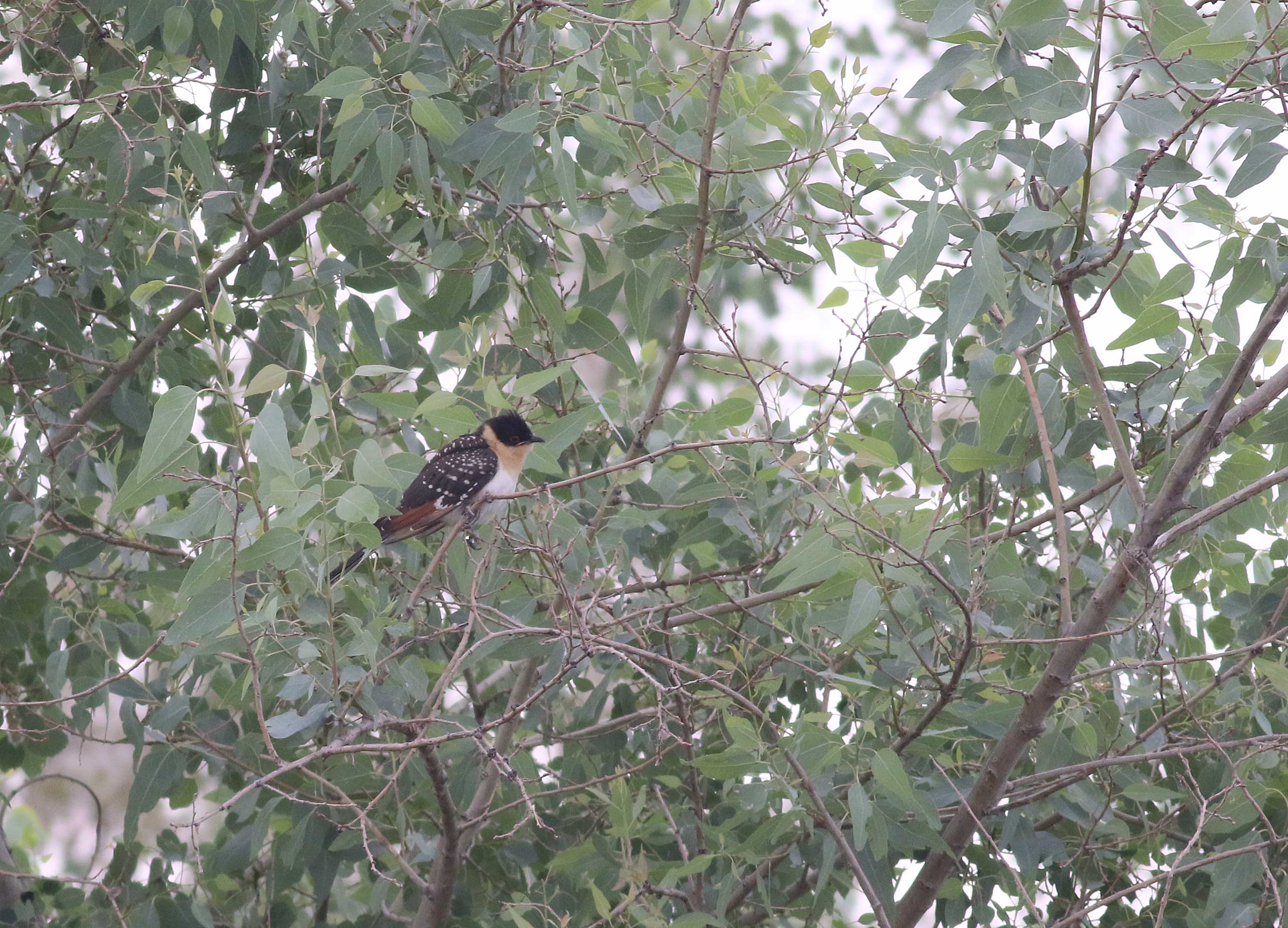 Great Spotted Cuckoo