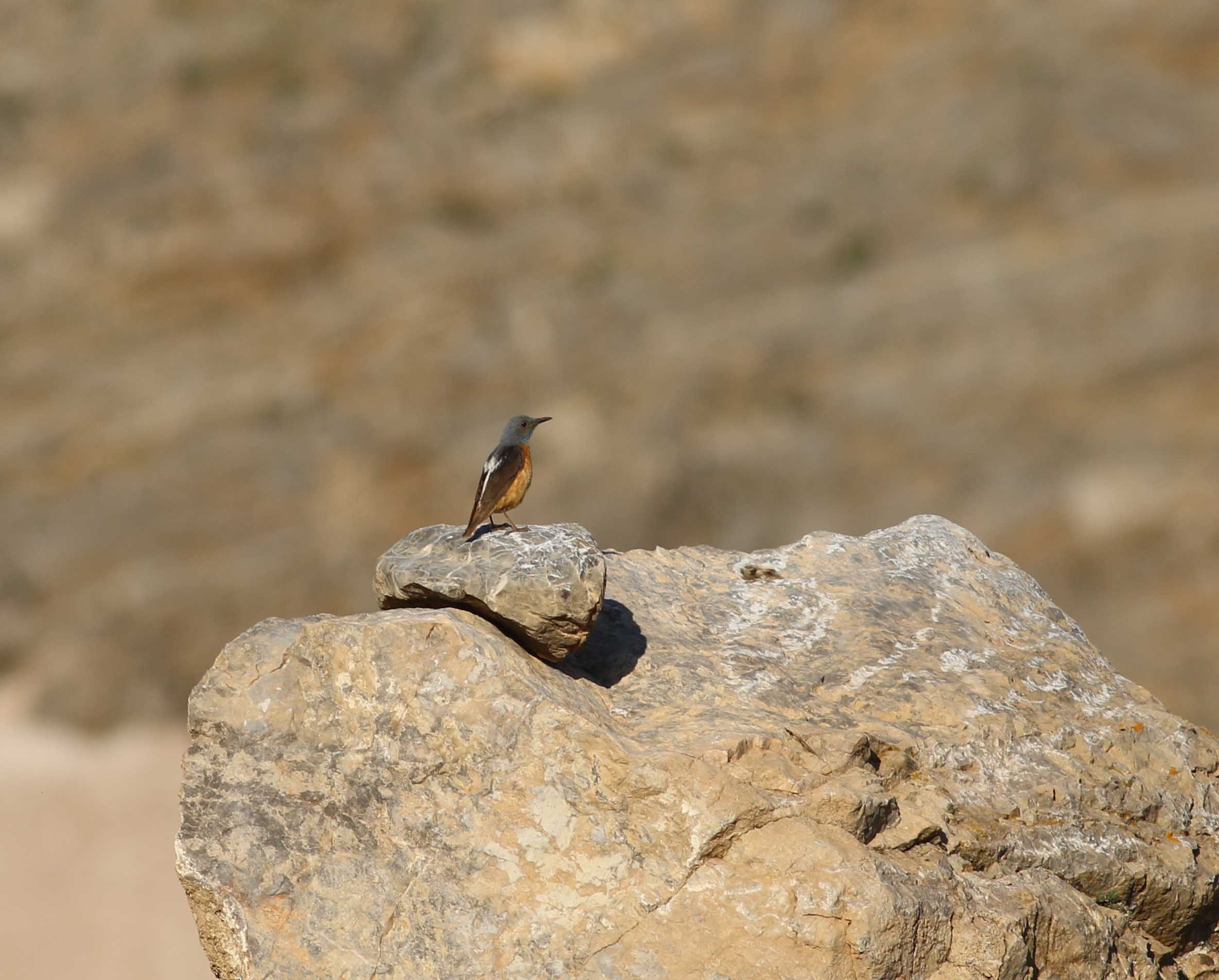 Rufous-tailed Rock-Thrush