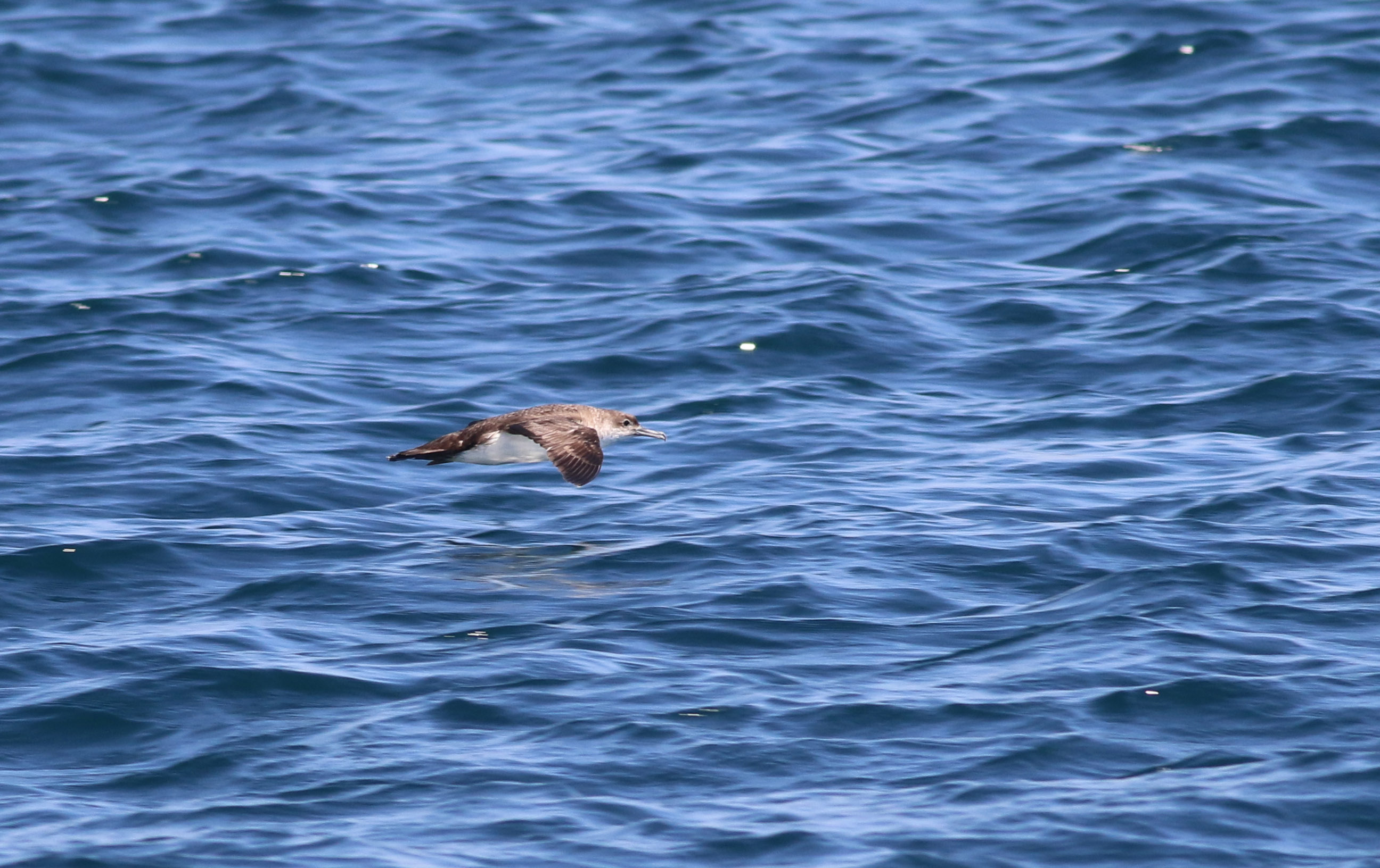 Yelkouan Shearwater