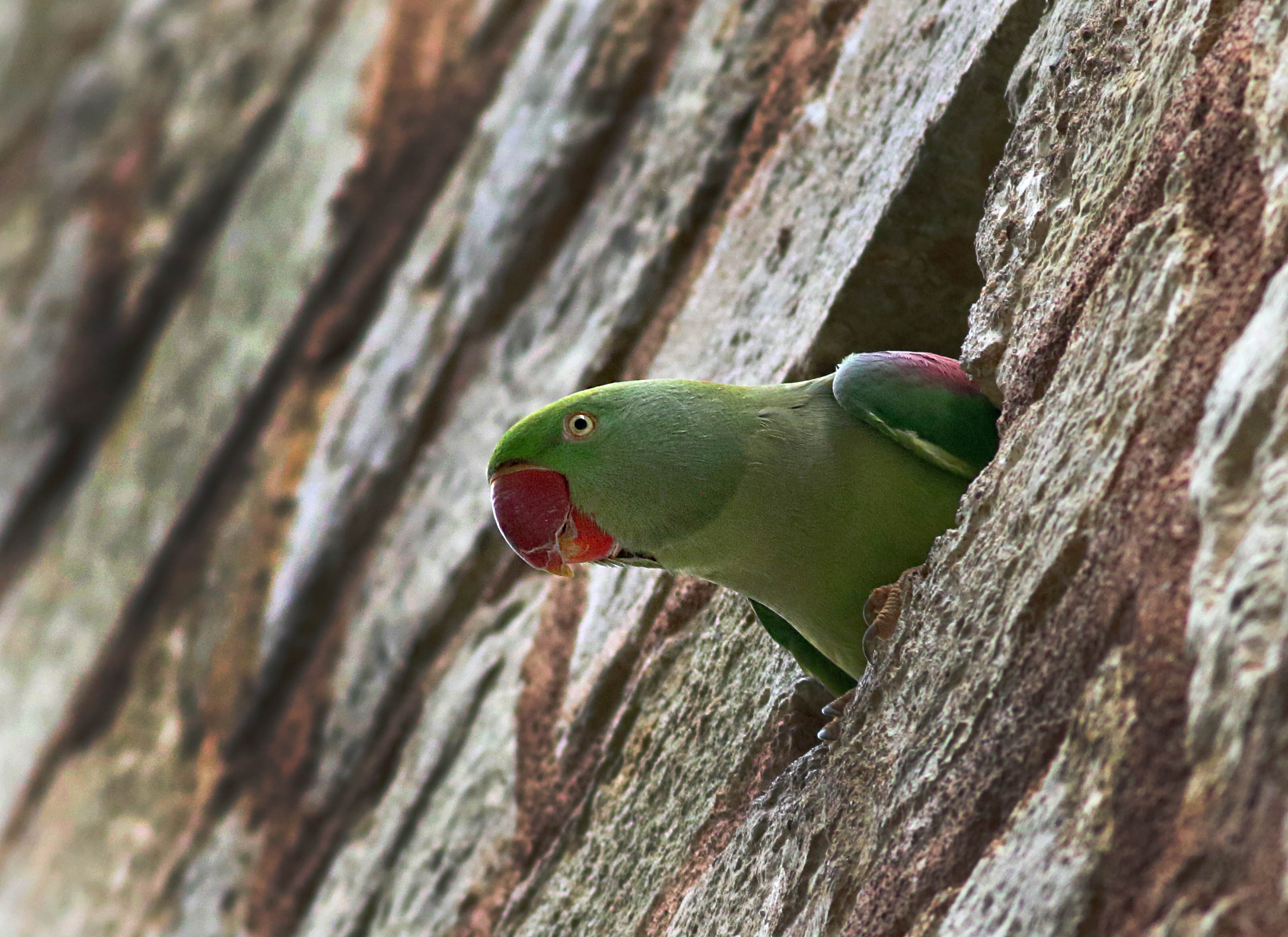 Alexandrine Parakeet