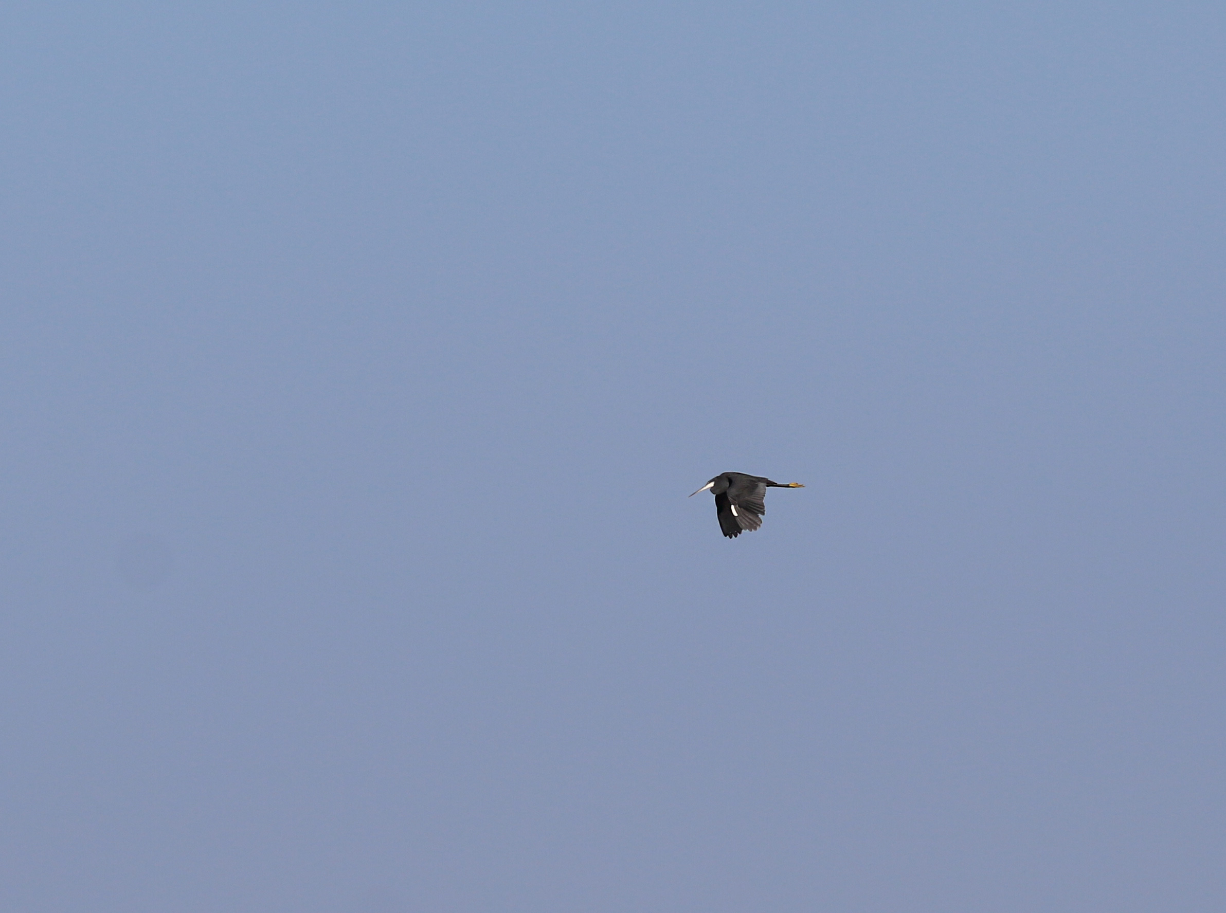 Western Reef-Heron