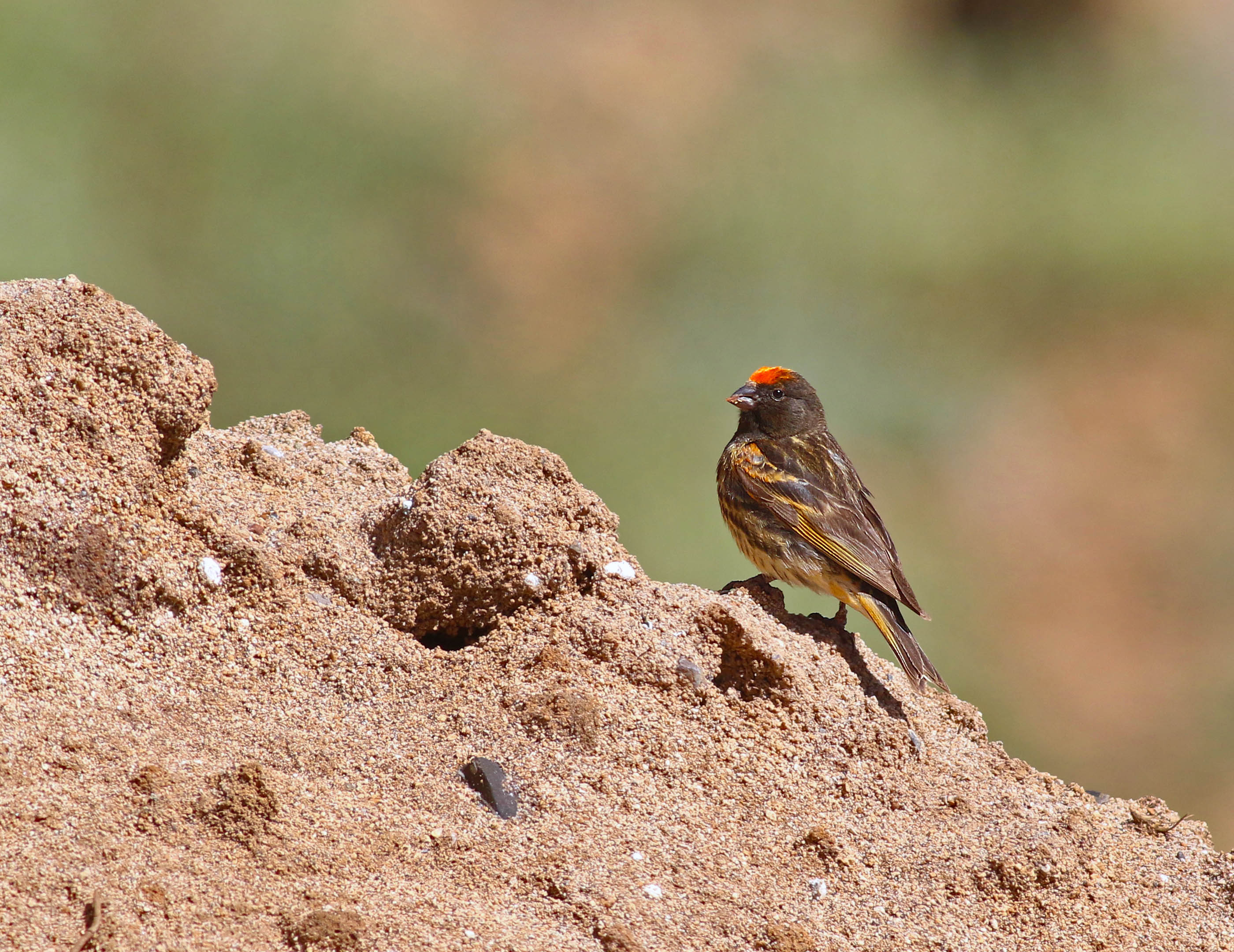 Fire-fronted Serin