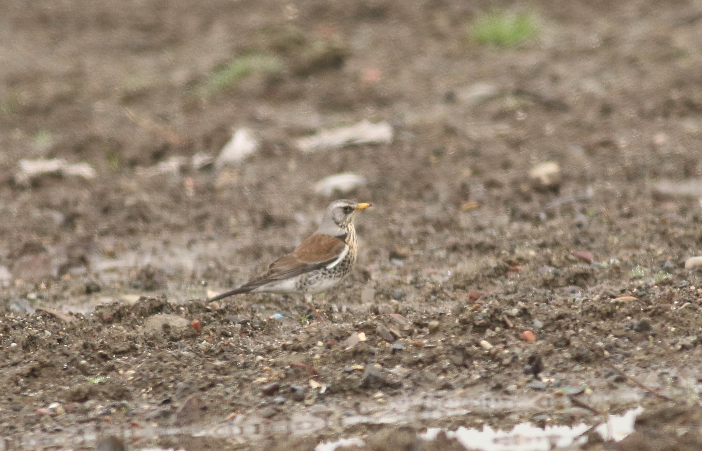 Fieldfare