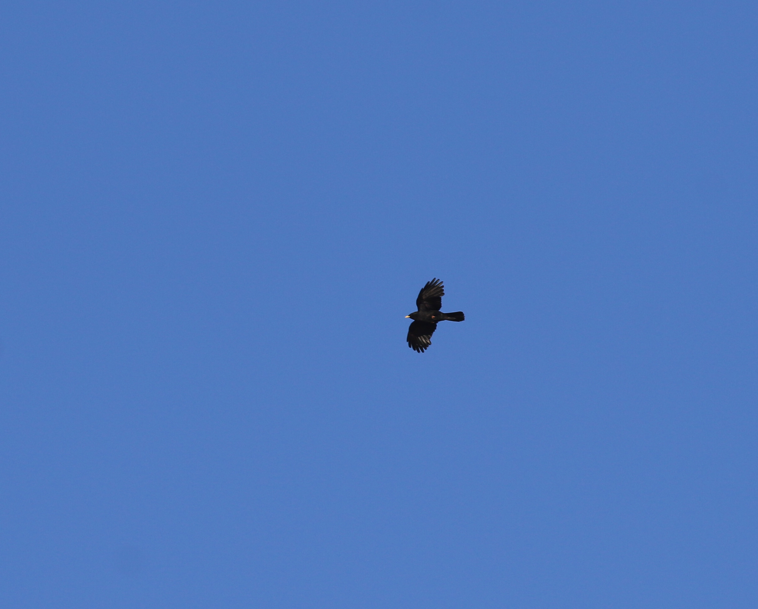 Yellow-billed Chough