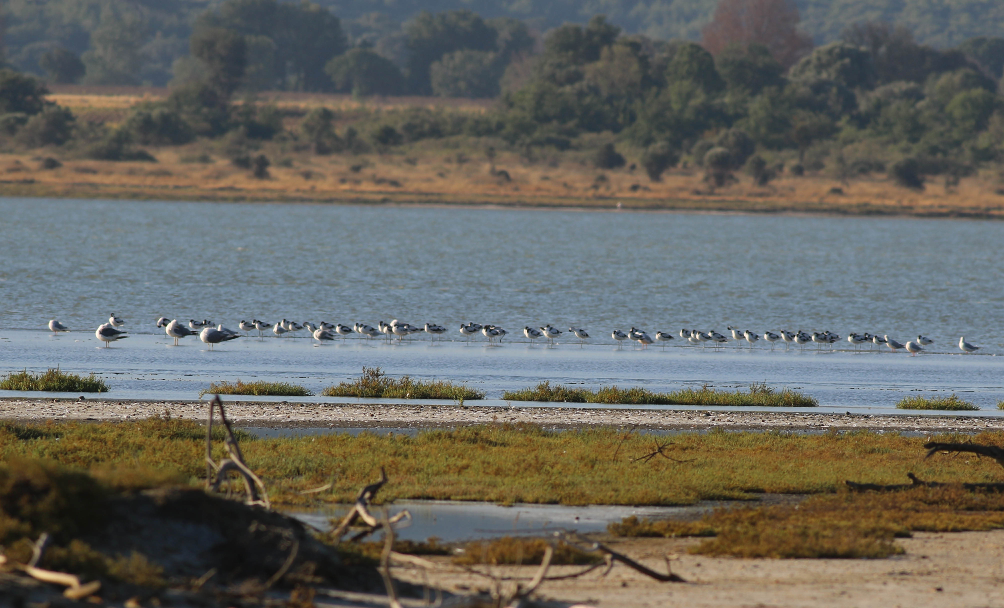 Pied Avocet
