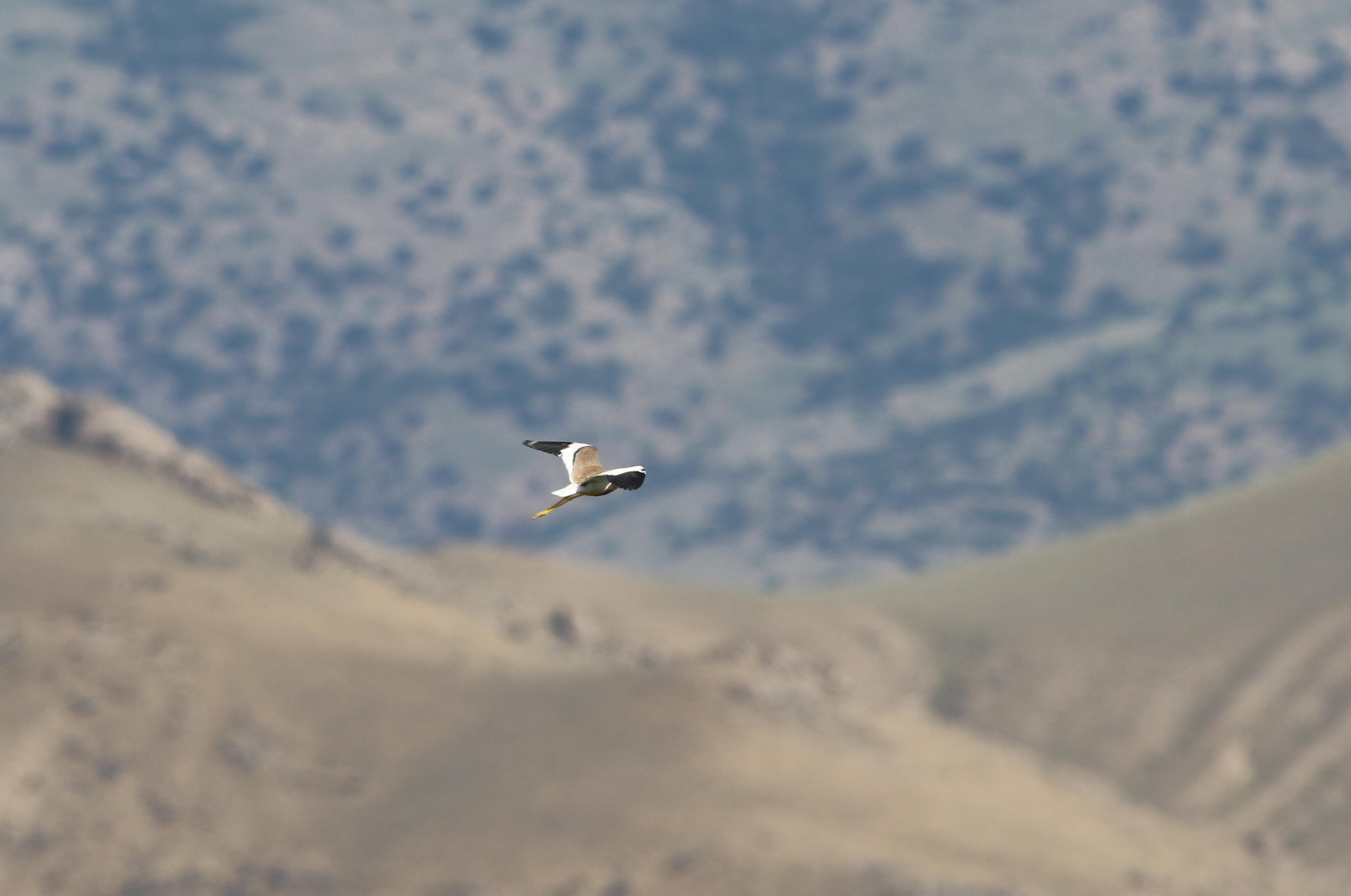 White-tailed Lapwing