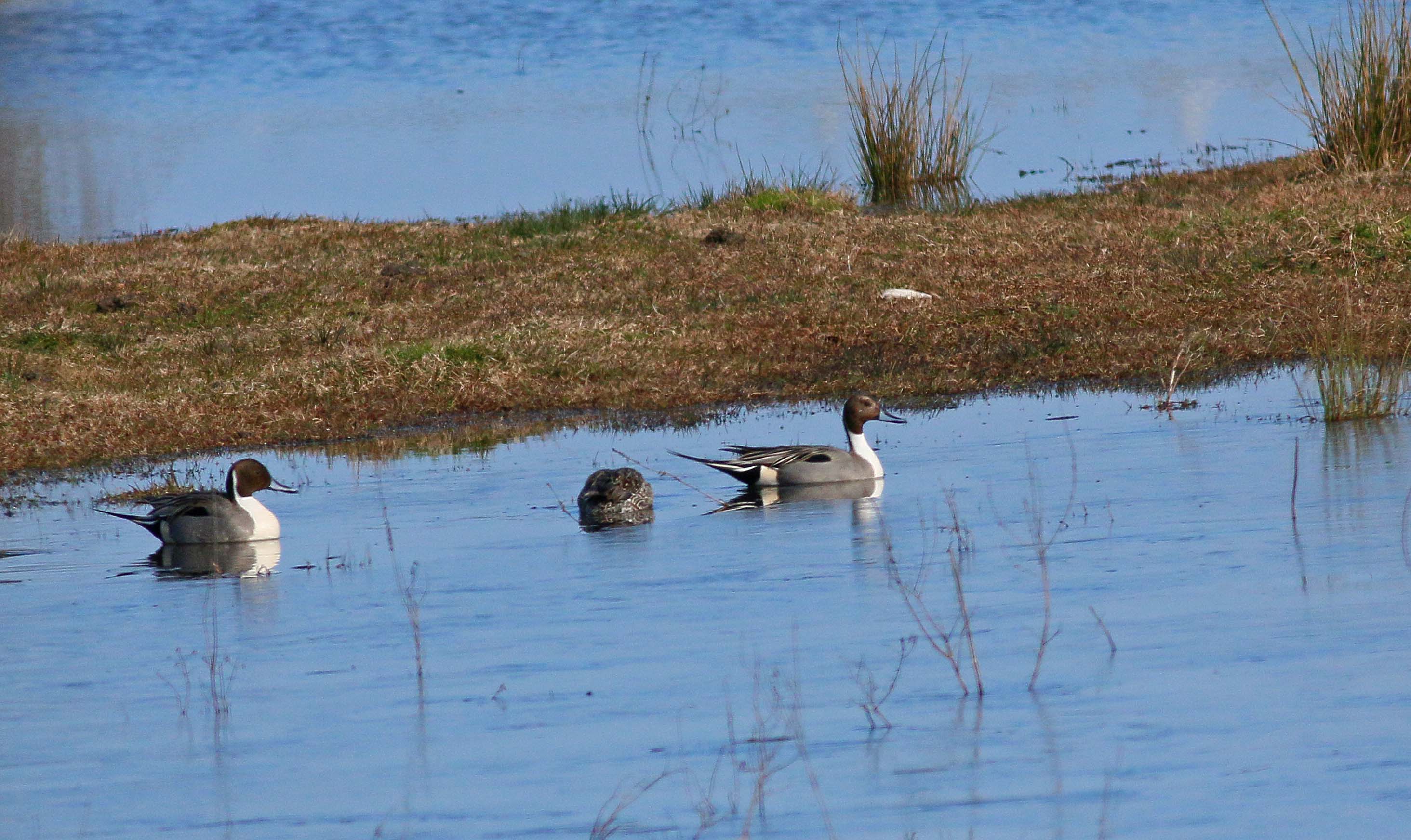 Northern Pintail