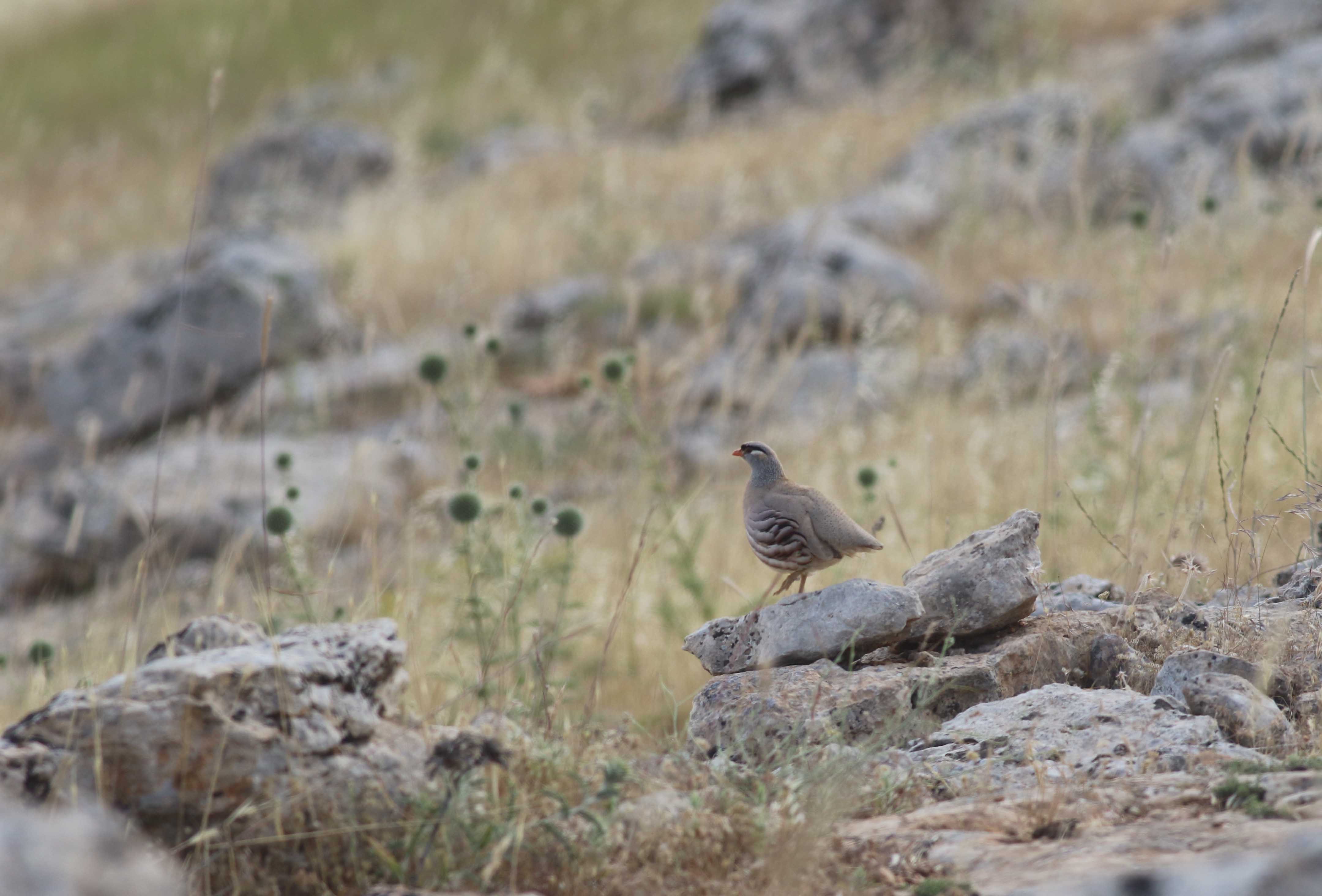 See-see Partridge