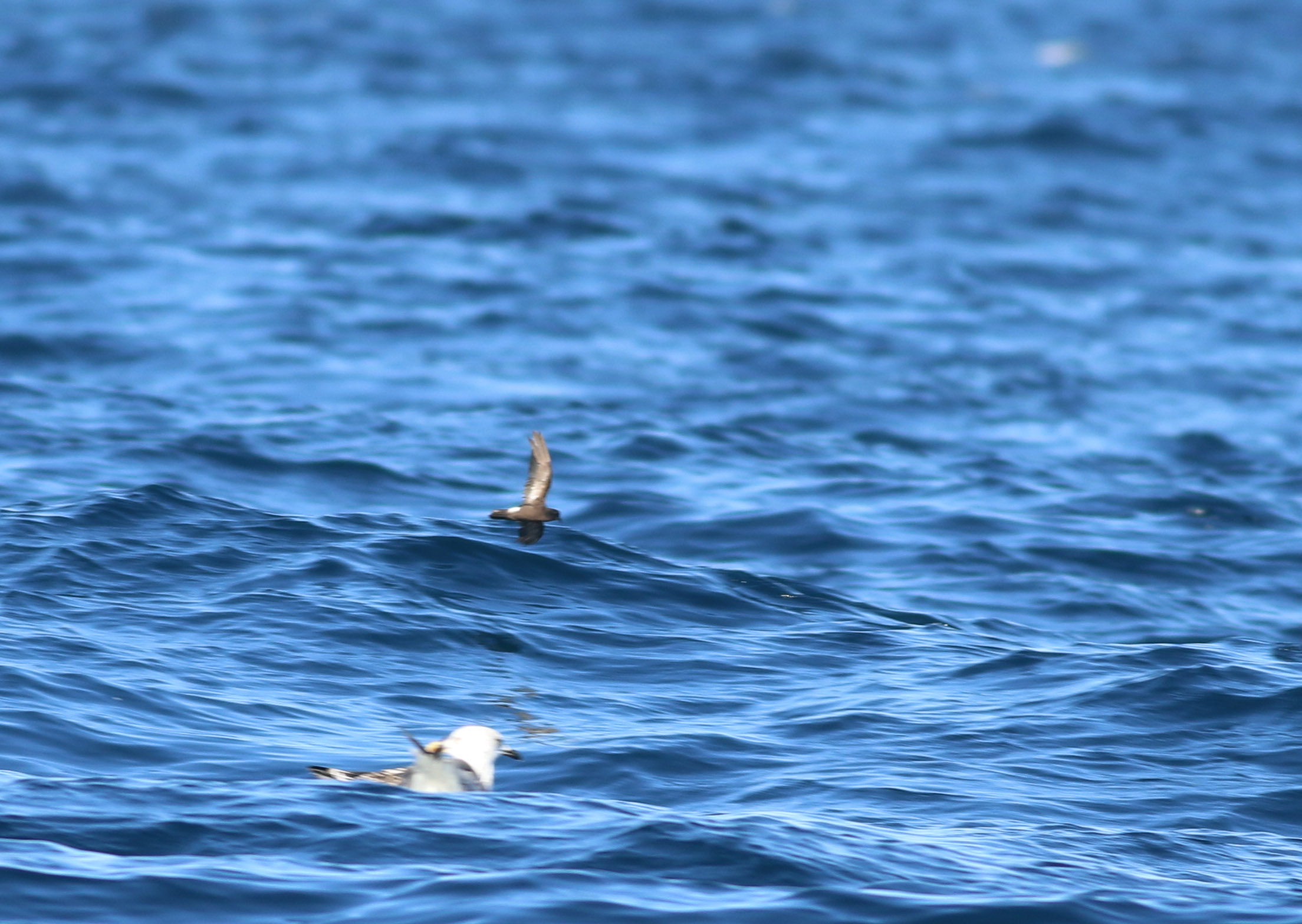European Storm-Petrel