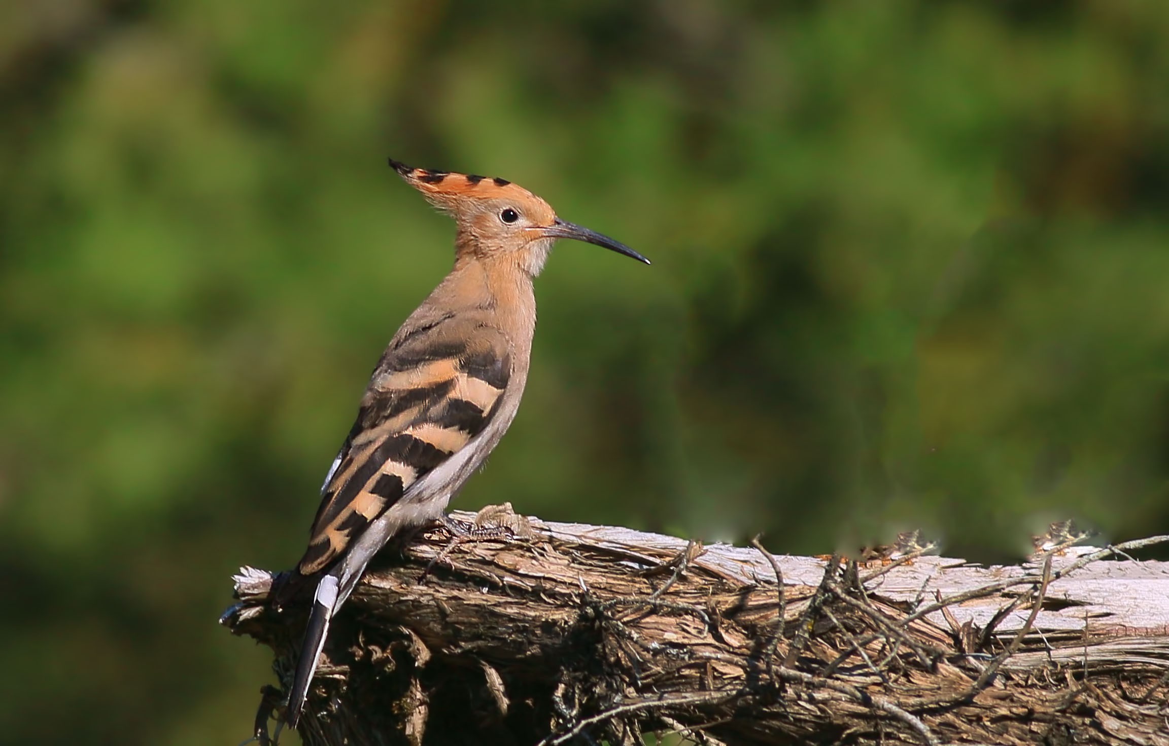 Eurasian Hoopoe