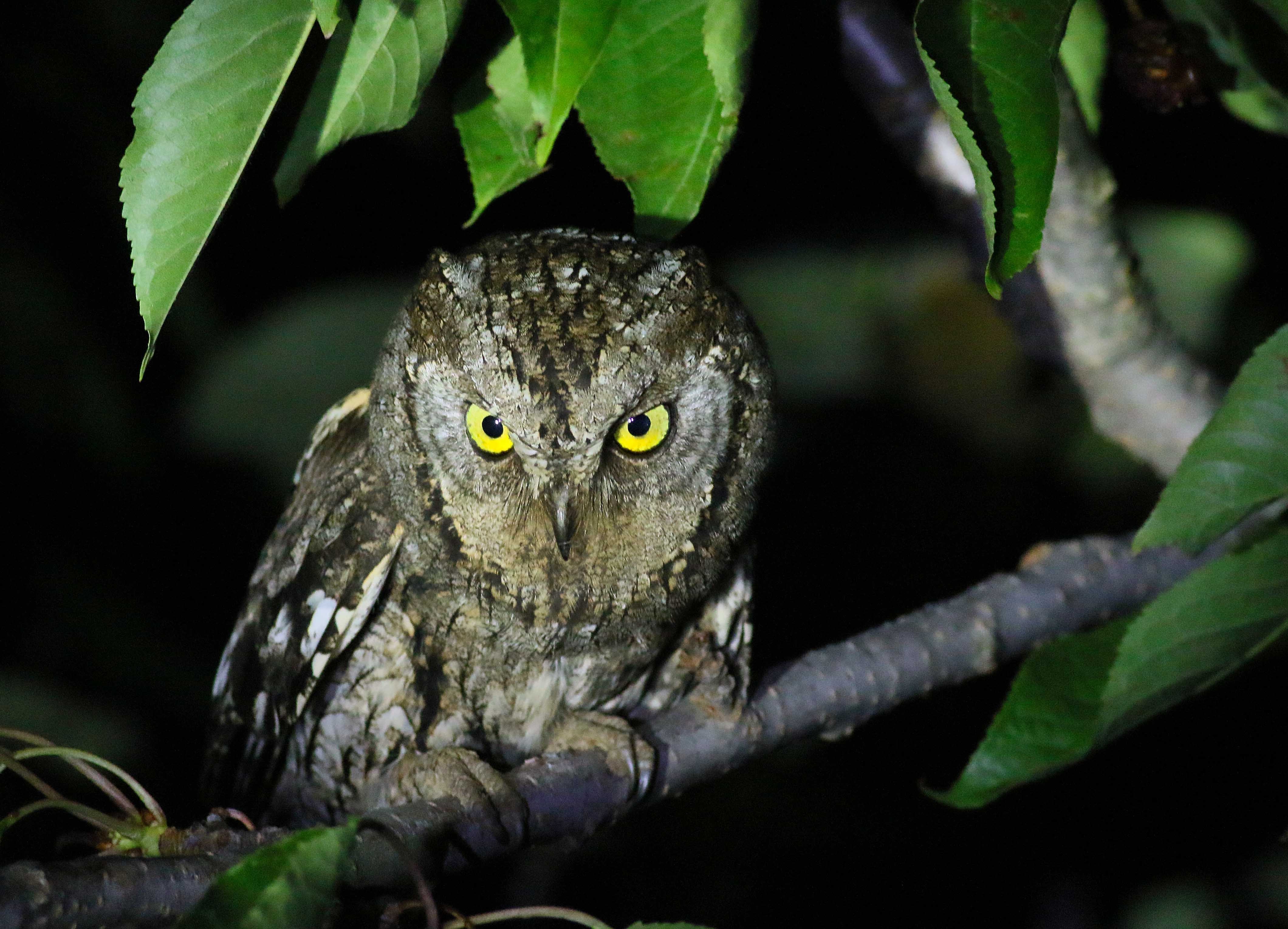Eurasian Scops-Owl