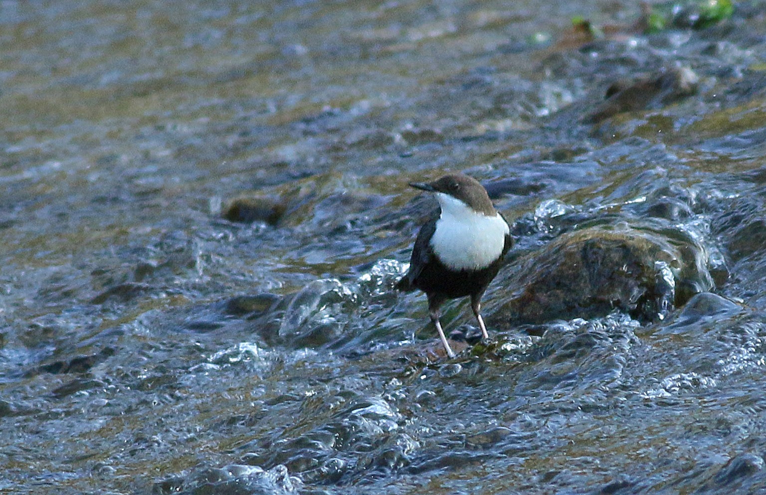 White-throated Dipper