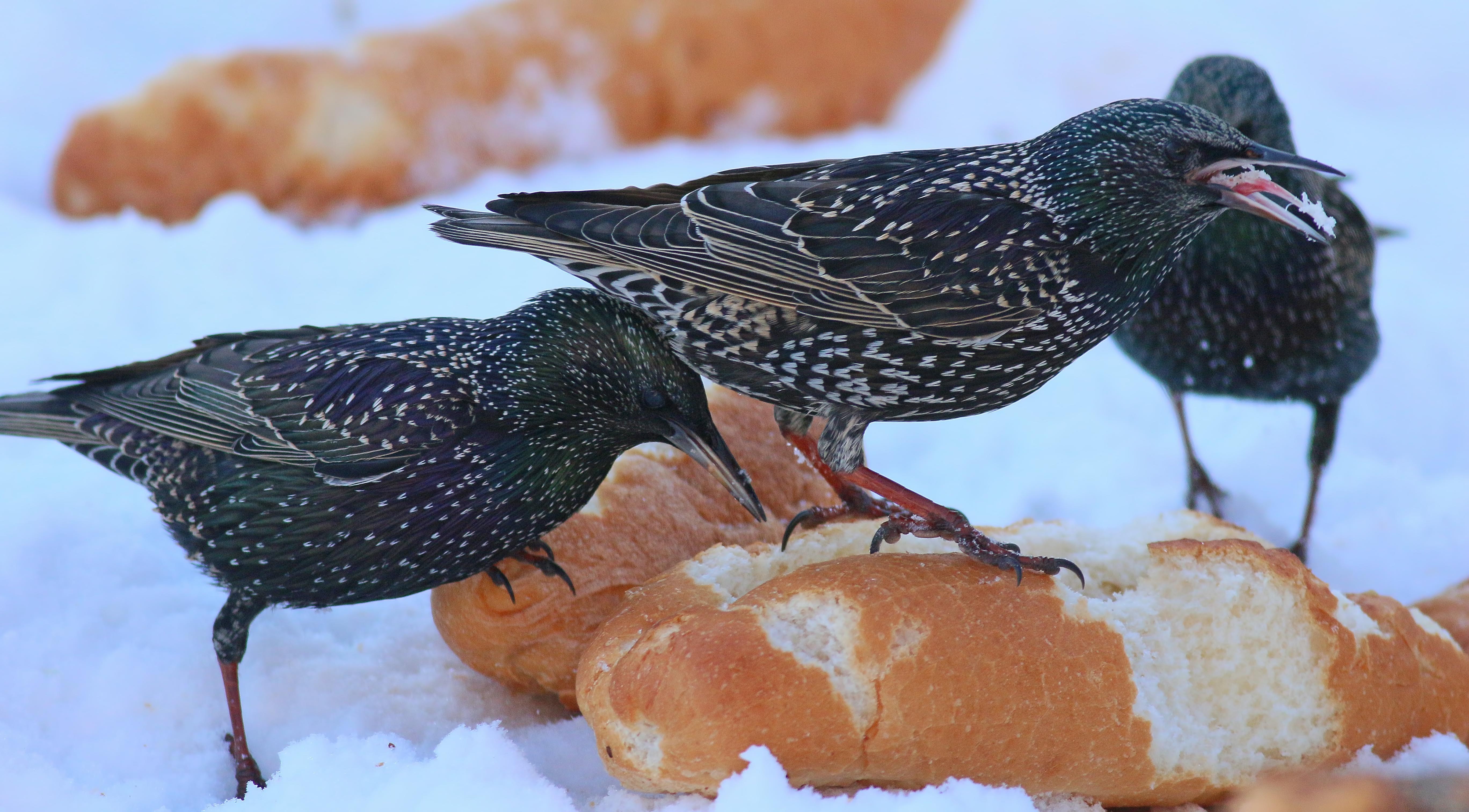 European Starling