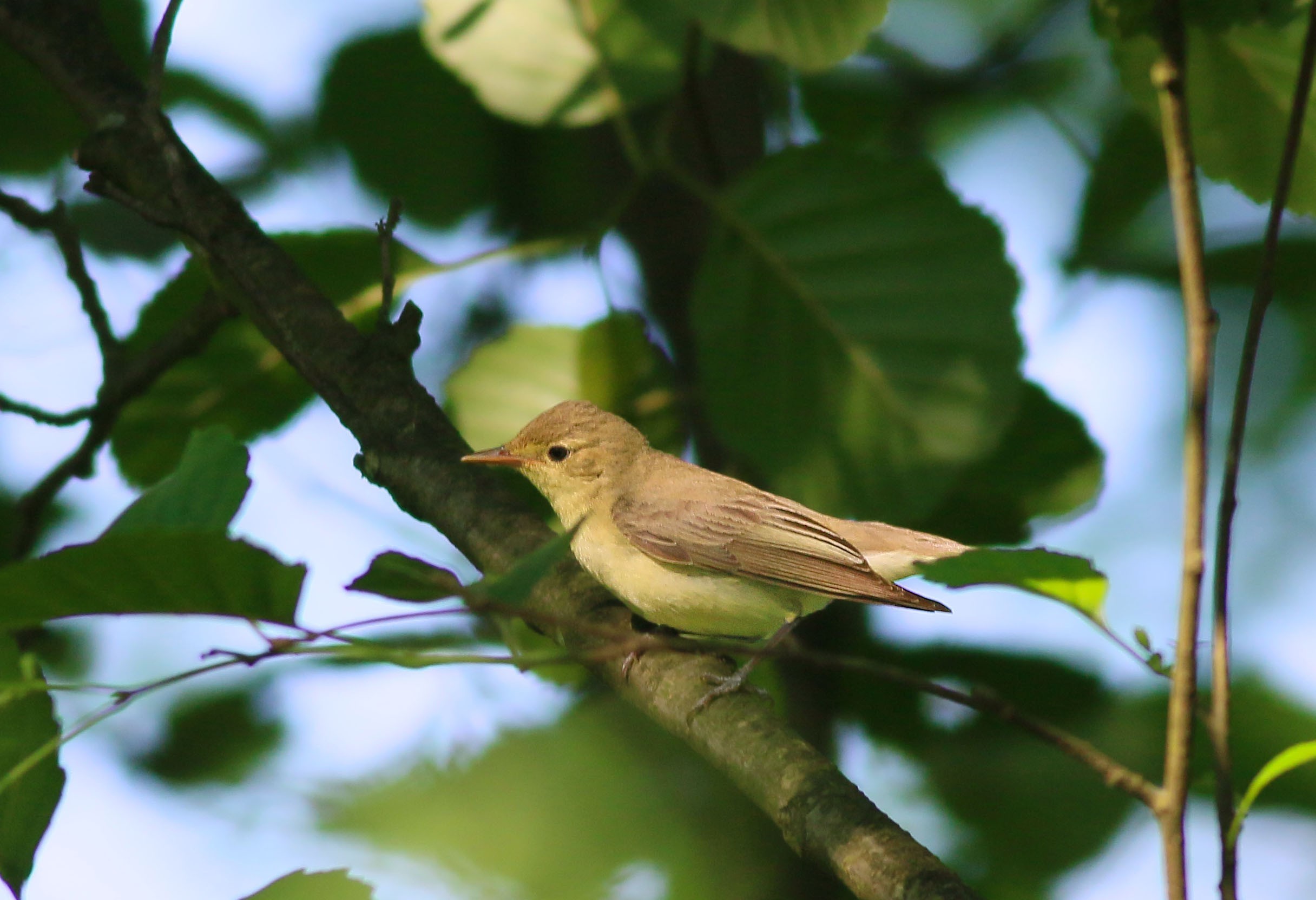 Icterine Warbler