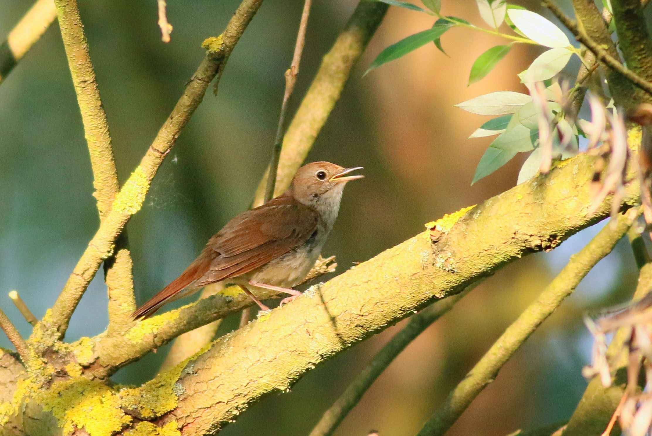 White-eared Bulbul