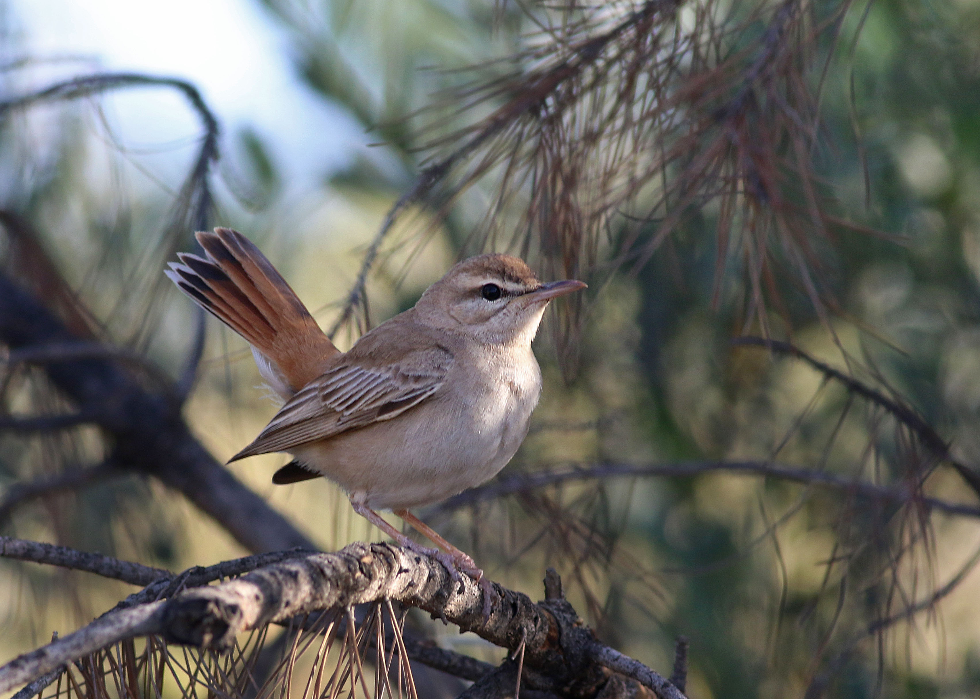 Rufous-tailed Scrub-Robin