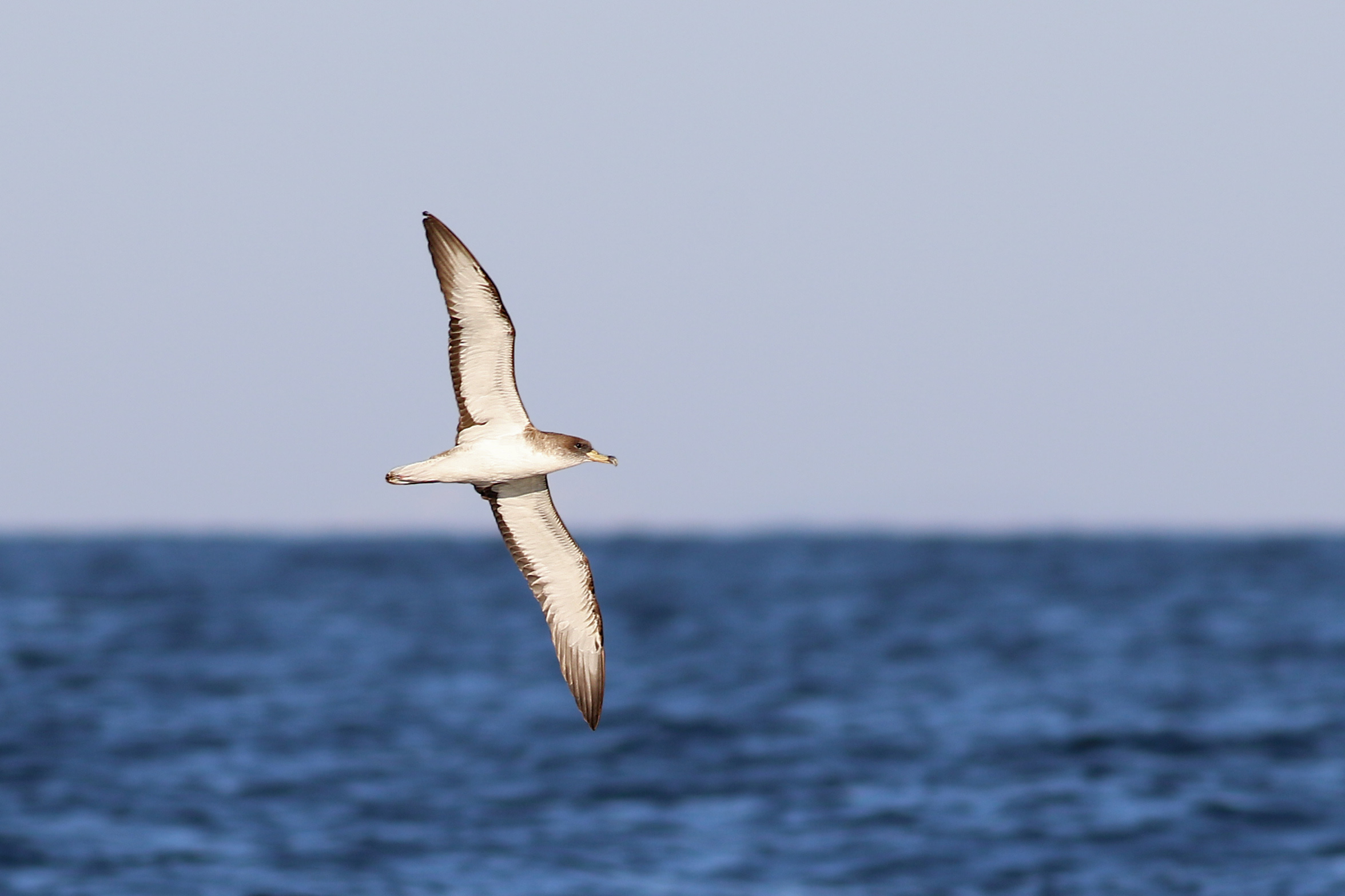 Cory's Shearwater