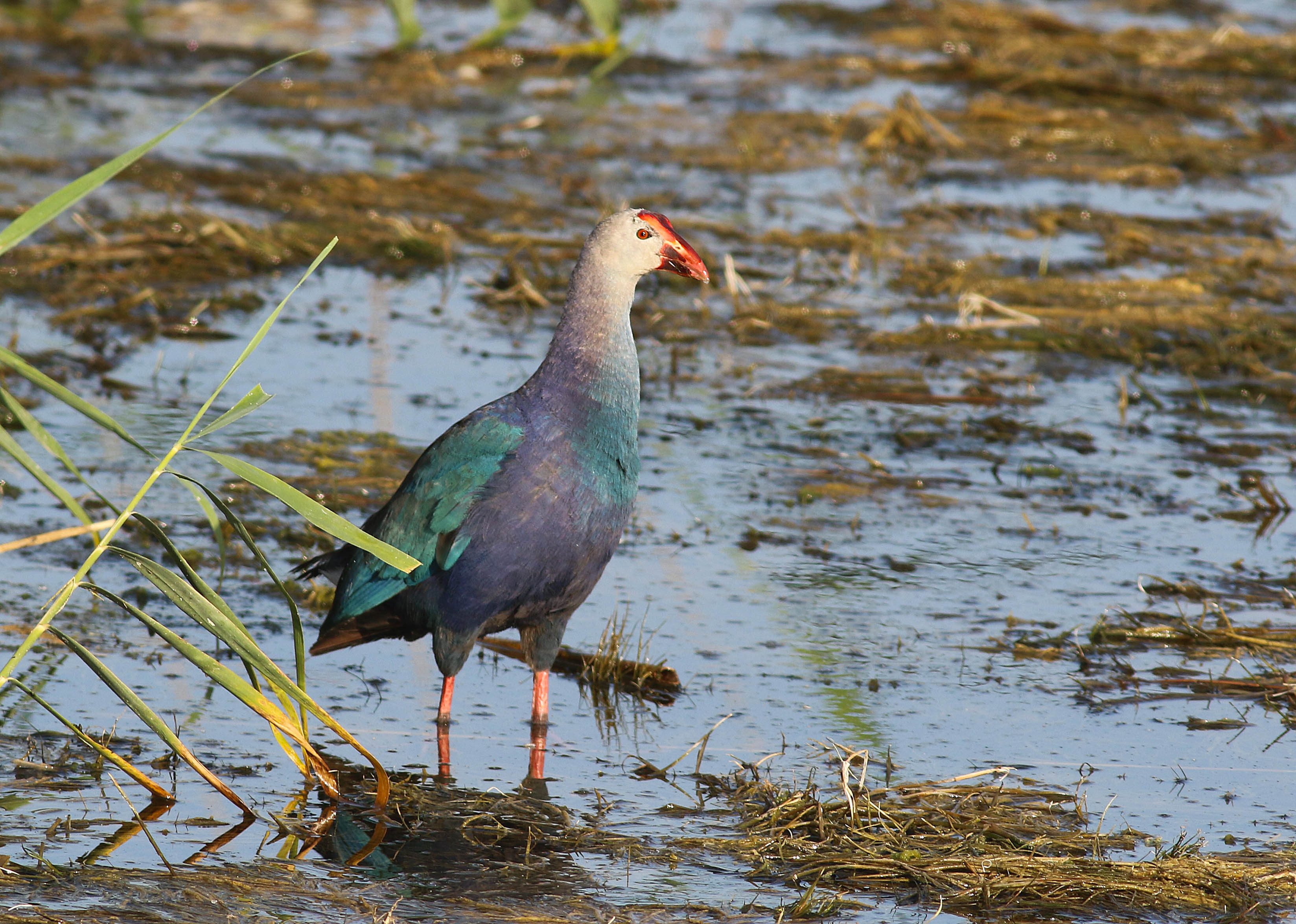 Western Swamphen